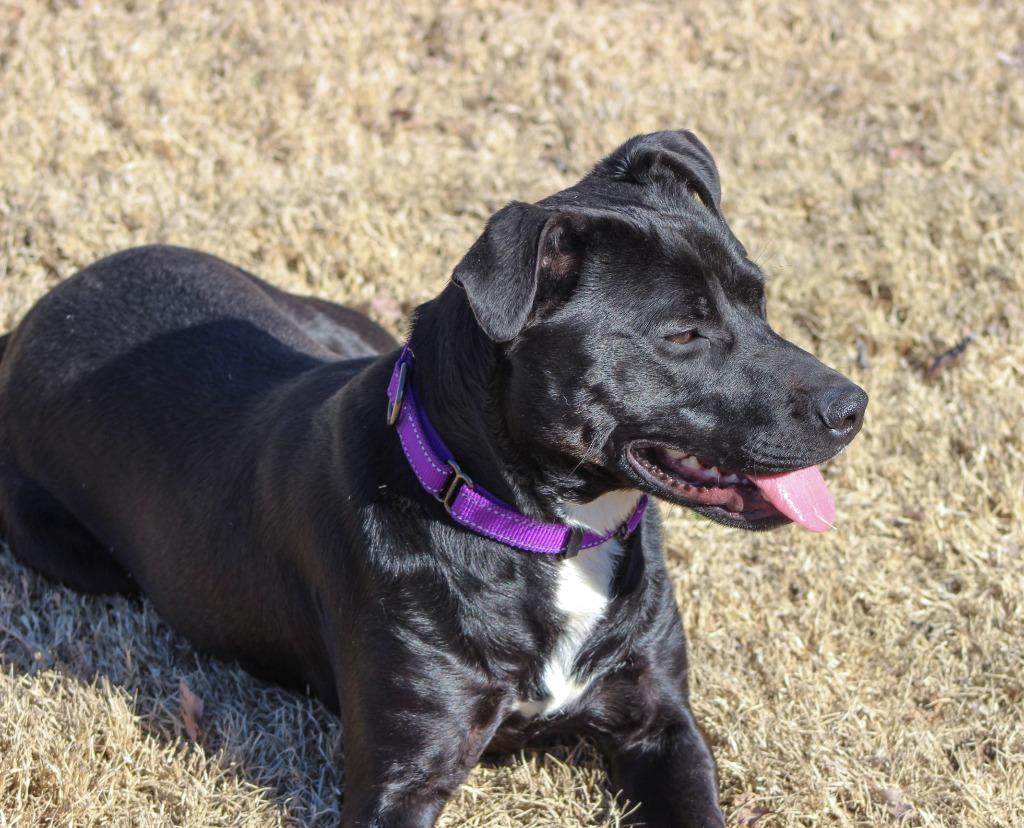 Enlarge Dierdra, a Adopted mixed breed in Noble, OK image 6/6
