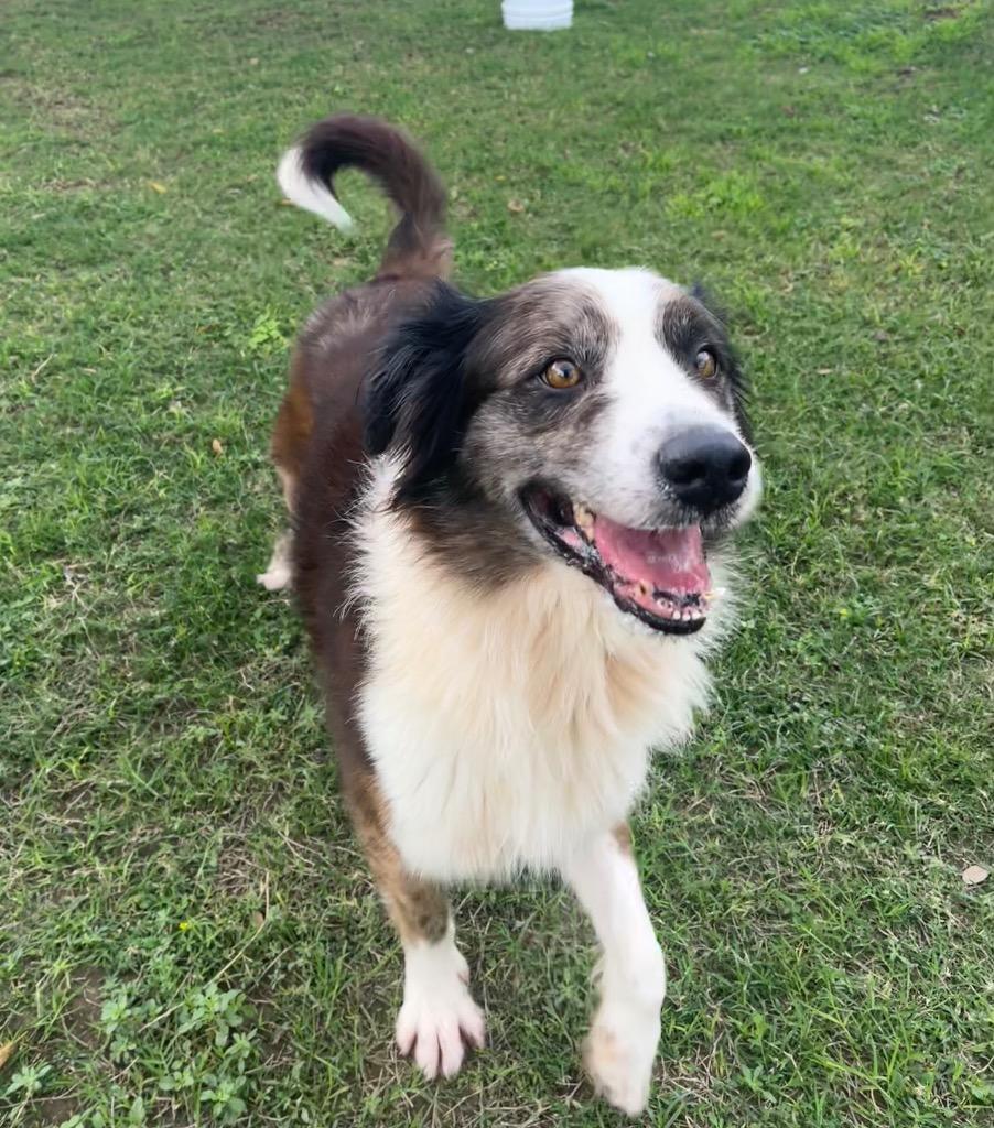 Bullet, Adoptable, Young Male Australian Shepherd.