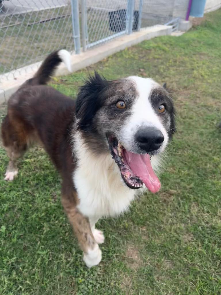 Enlarge Bullet, a Adoptable mixed breed in Seguin, TX image 2/2
