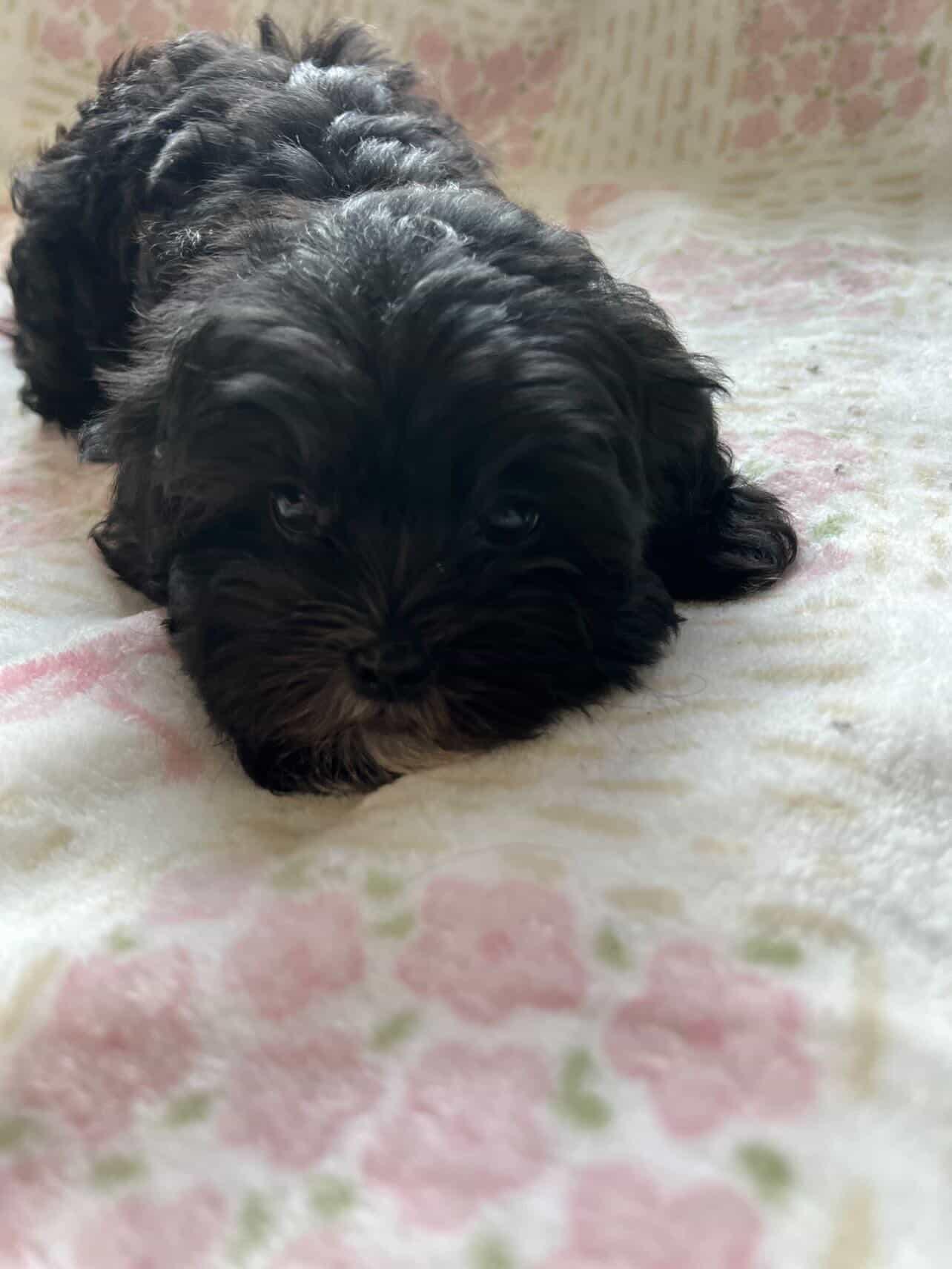 Enlarge black Shitzu puppy , an adopted Shih Tzu in Tustin, CA image 2/2