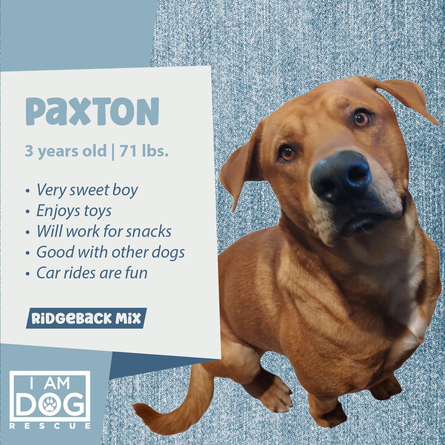 Enlarge Paxton (Foster-to-Adopt), a Adoptable mixed breed in Cross Roads, TX image 1/6