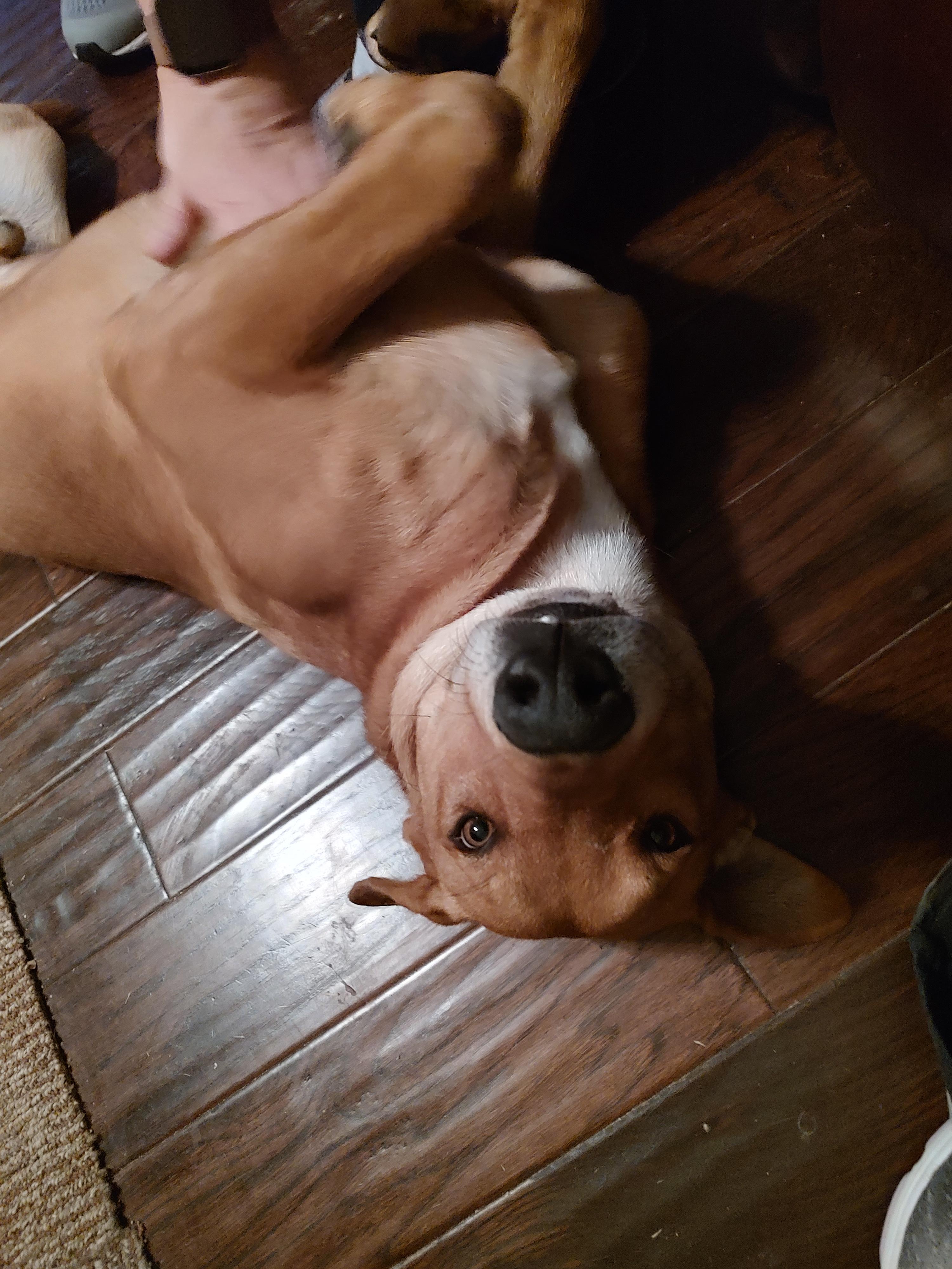 Enlarge Paxton (Foster-to-Adopt), a Adoptable mixed breed in Cross Roads, TX image 2/6