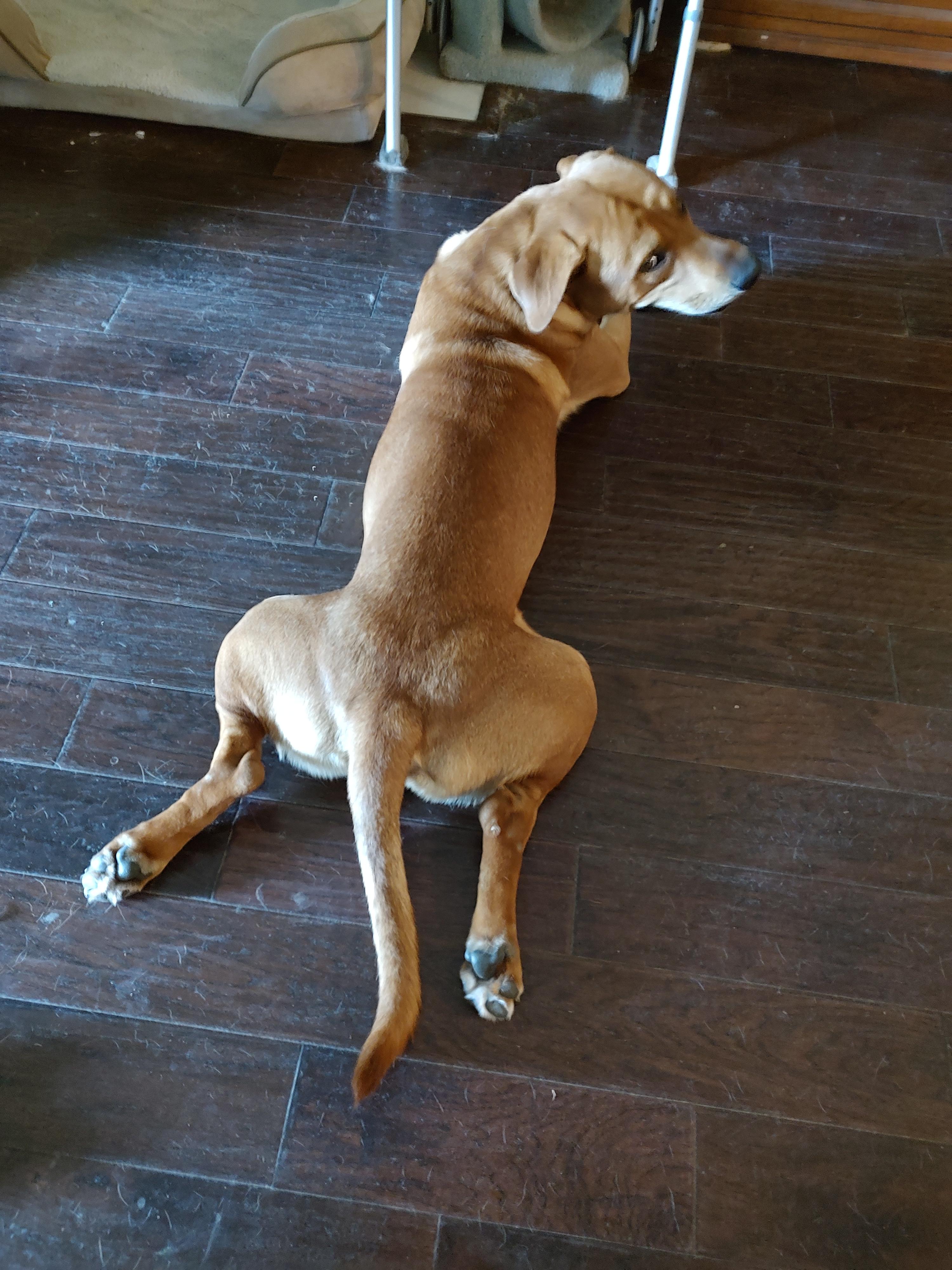 Enlarge Paxton (Foster-to-Adopt), a Adoptable mixed breed in Cross Roads, TX image 3/6