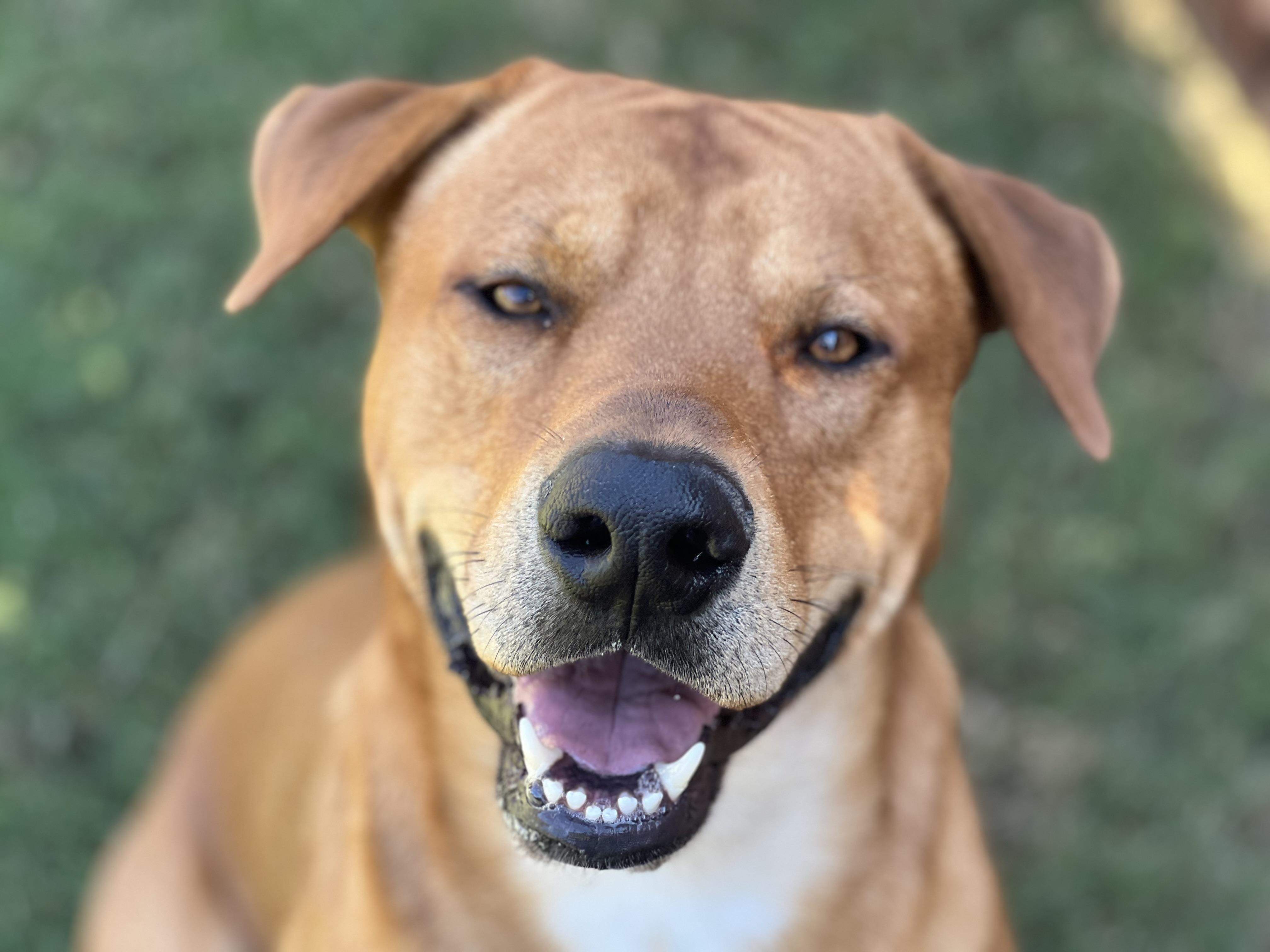 Paxton (Foster-to-Adopt), Adoptable, Adult Male Rhodesian Ridgeback & Labrador Retriever.