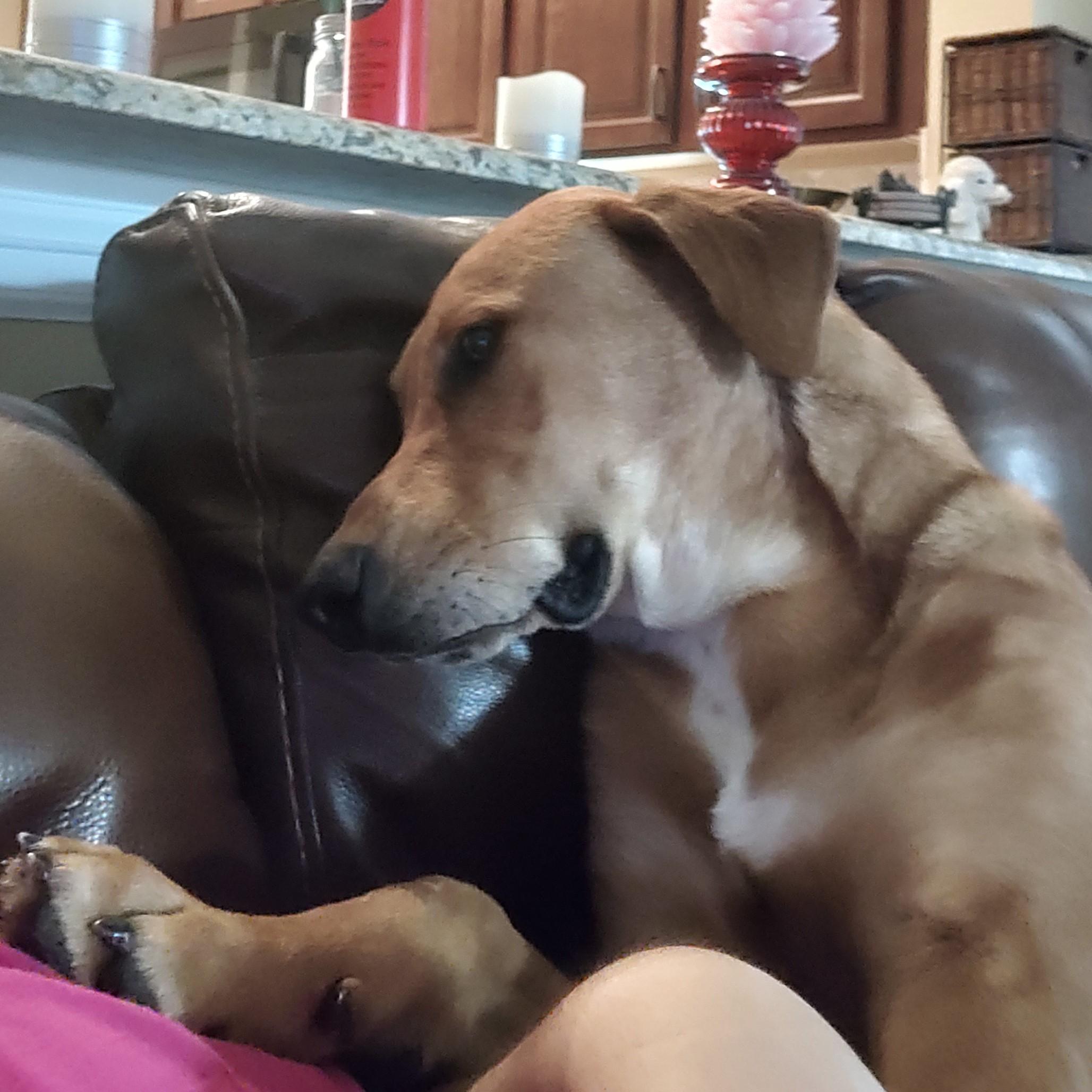 Enlarge Paxton (Foster-to-Adopt), a Adoptable mixed breed in Cross Roads, TX image 5/6