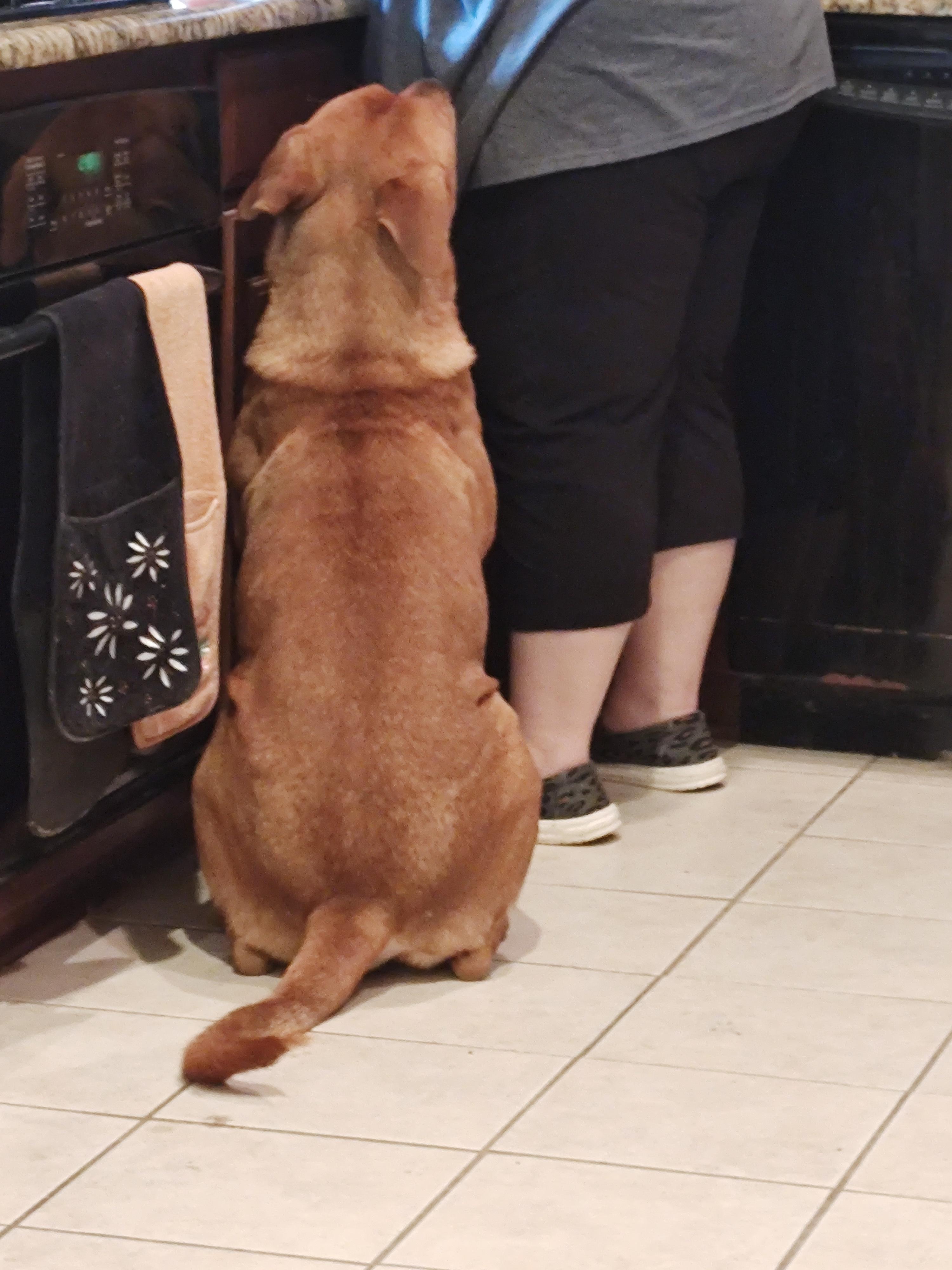 Enlarge Paxton (Foster-to-Adopt), a Adoptable mixed breed in Cross Roads, TX image 6/6