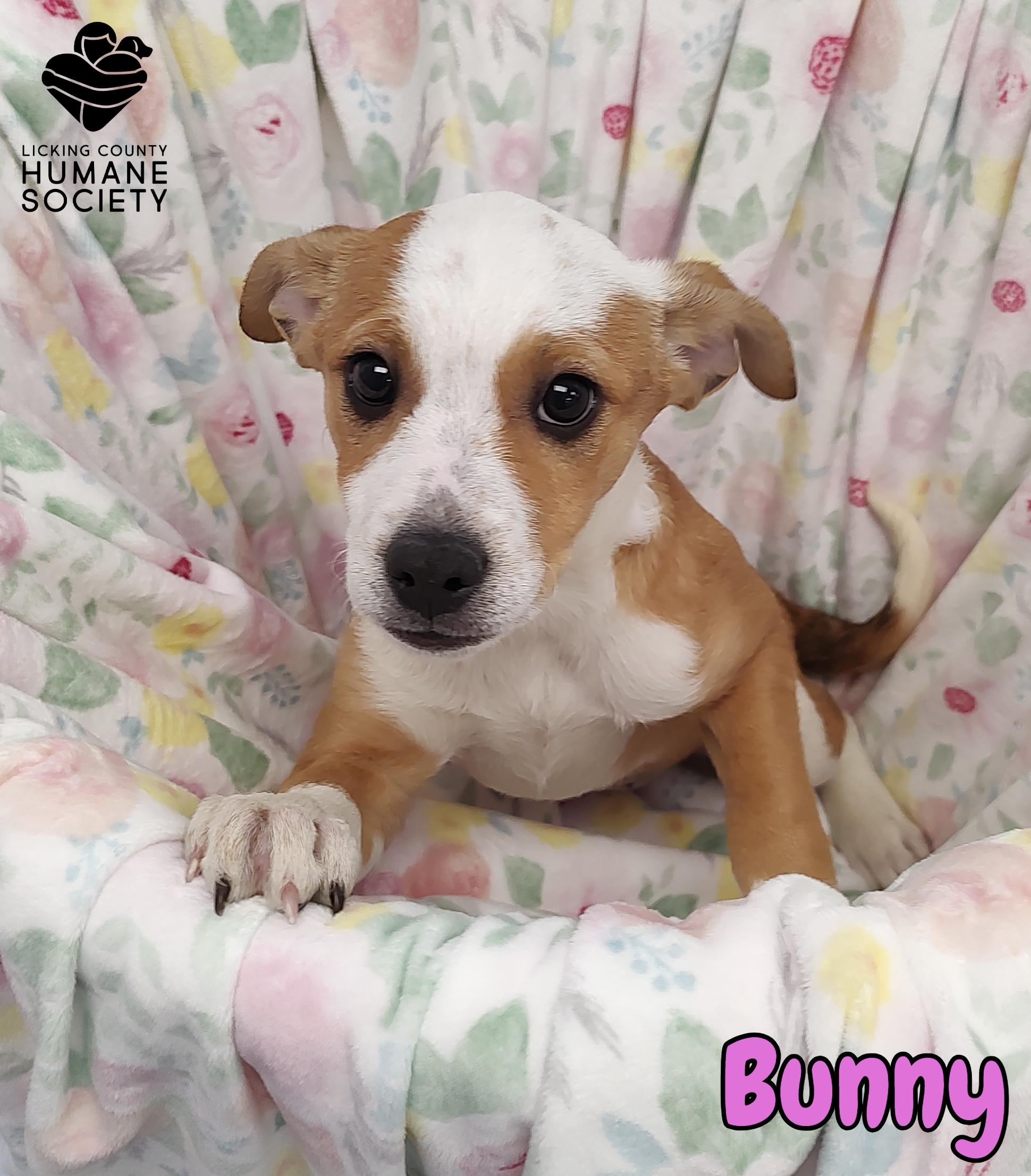 Bunny, Adoptable, Puppy Female Mixed Breed.