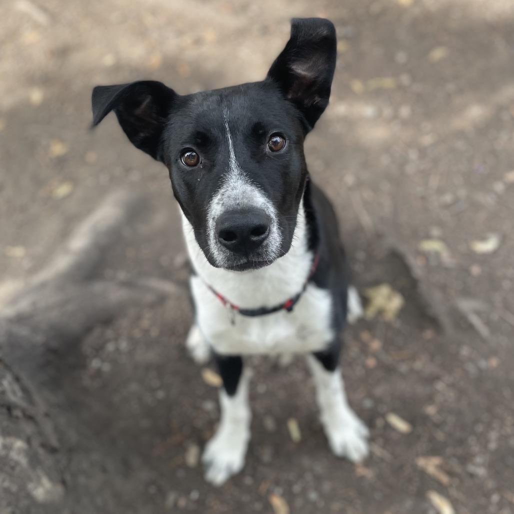 Enlarge Flint, a Adoptable Mixed Breed in Spokane, WA image 1/6