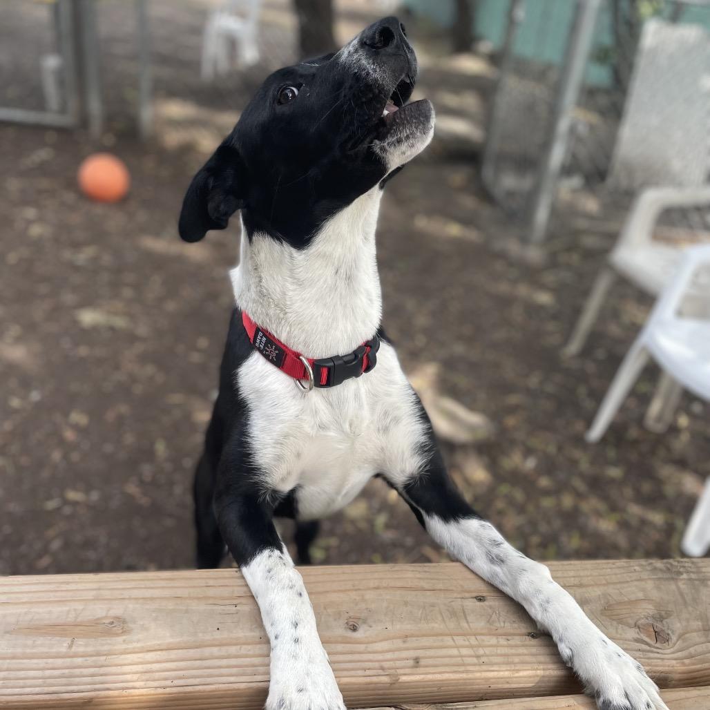 Enlarge Flint, a Adoptable Mixed Breed in Spokane, WA image 2/6