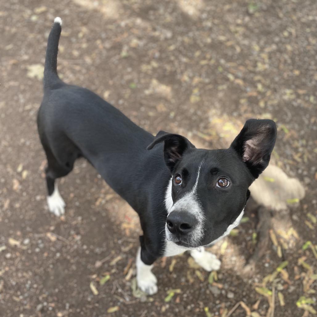 Enlarge Flint, a Adoptable Mixed Breed in Spokane, WA image 3/6