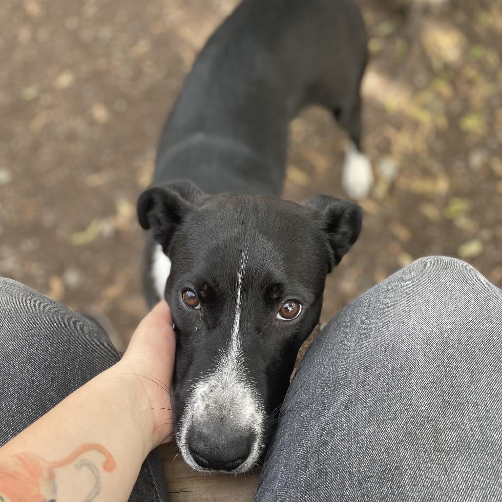 Enlarge Flint, a Adoptable Mixed Breed in Spokane, WA image 4/6