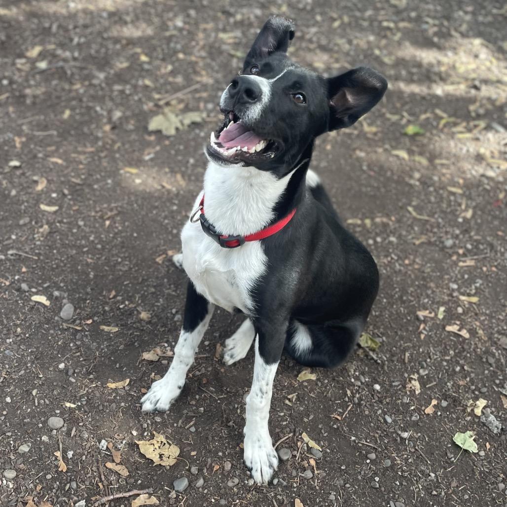 Enlarge Flint, a Adoptable Mixed Breed in Spokane, WA image 5/6