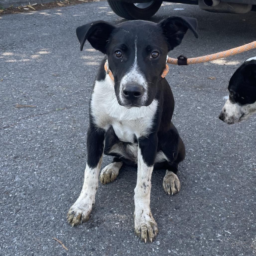 Enlarge Flint, a Adoptable Mixed Breed in Spokane, WA image 6/6
