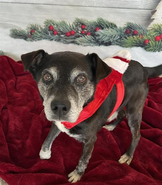 Enlarge ERNEST, a Adoptable mixed breed in Auburn, CA image 1/1