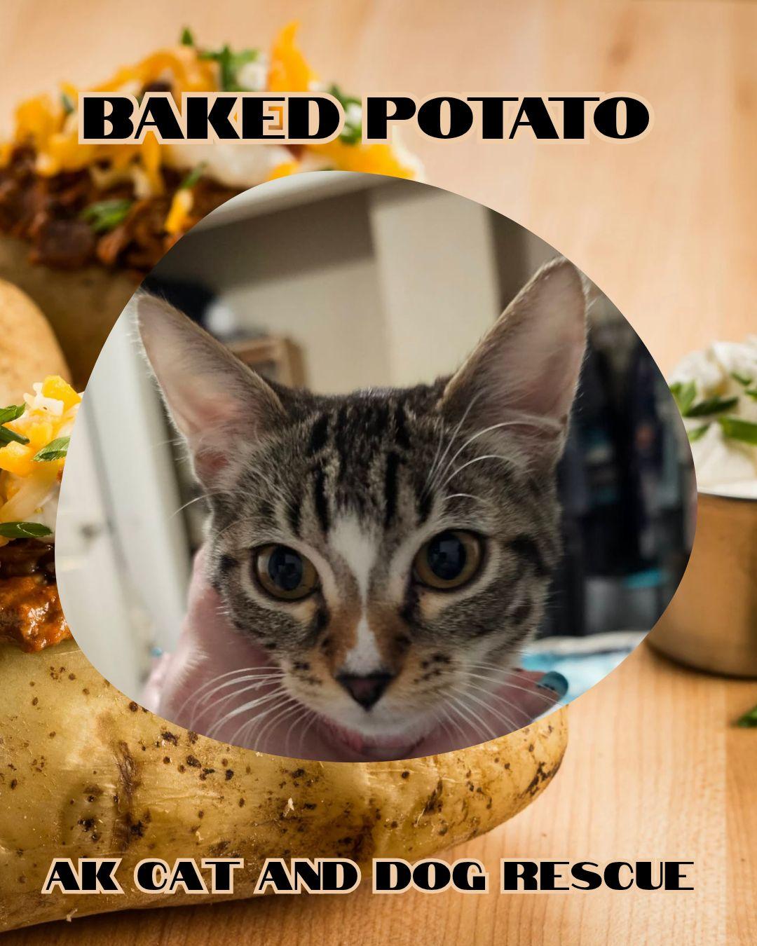 Baked Potato, Adoptable, Young Female Domestic Short Hair.