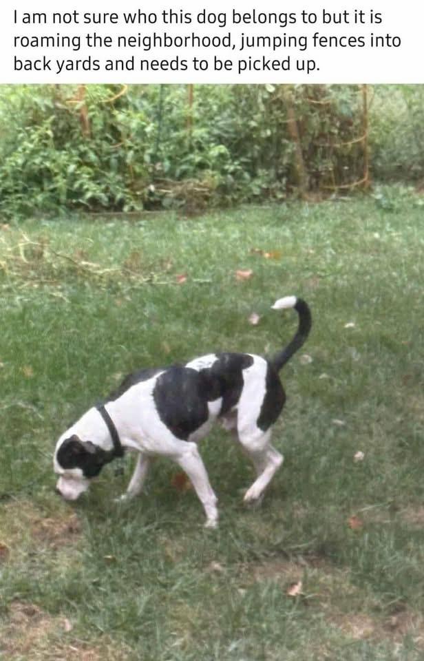 Capone CL, a Adoptable mixed breed in Kansas City, MO image 2/3