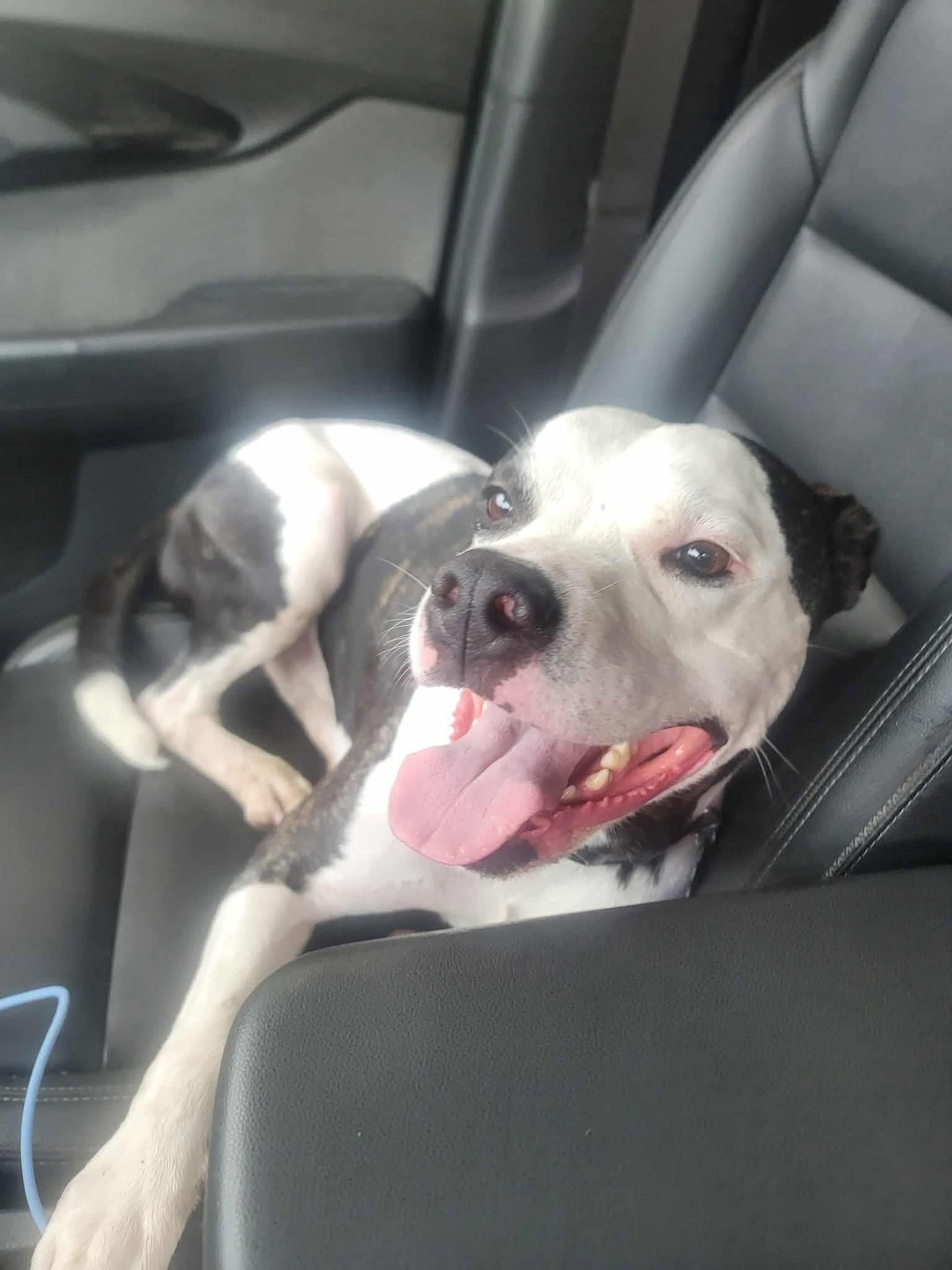 Capone CL, a Adoptable mixed breed in Kansas City, MO image 1/3