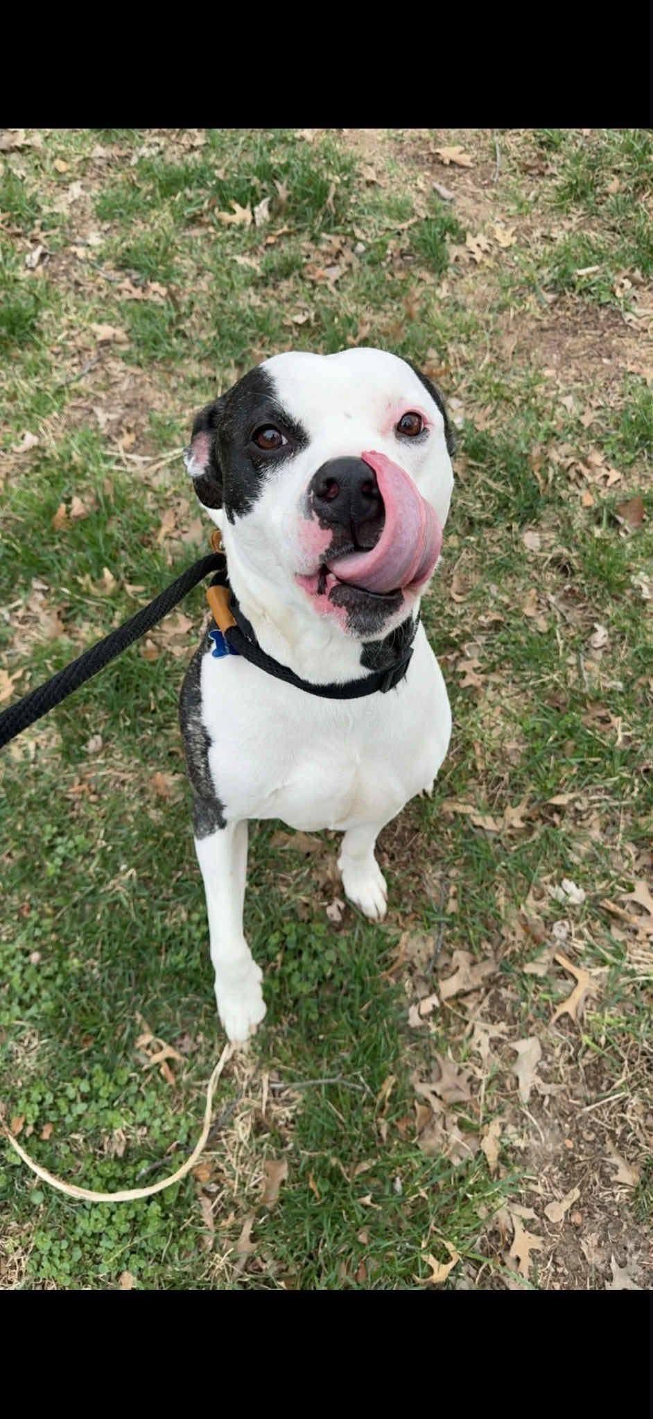 Capone CL, a Adoptable mixed breed in Kansas City, MO image 3/3