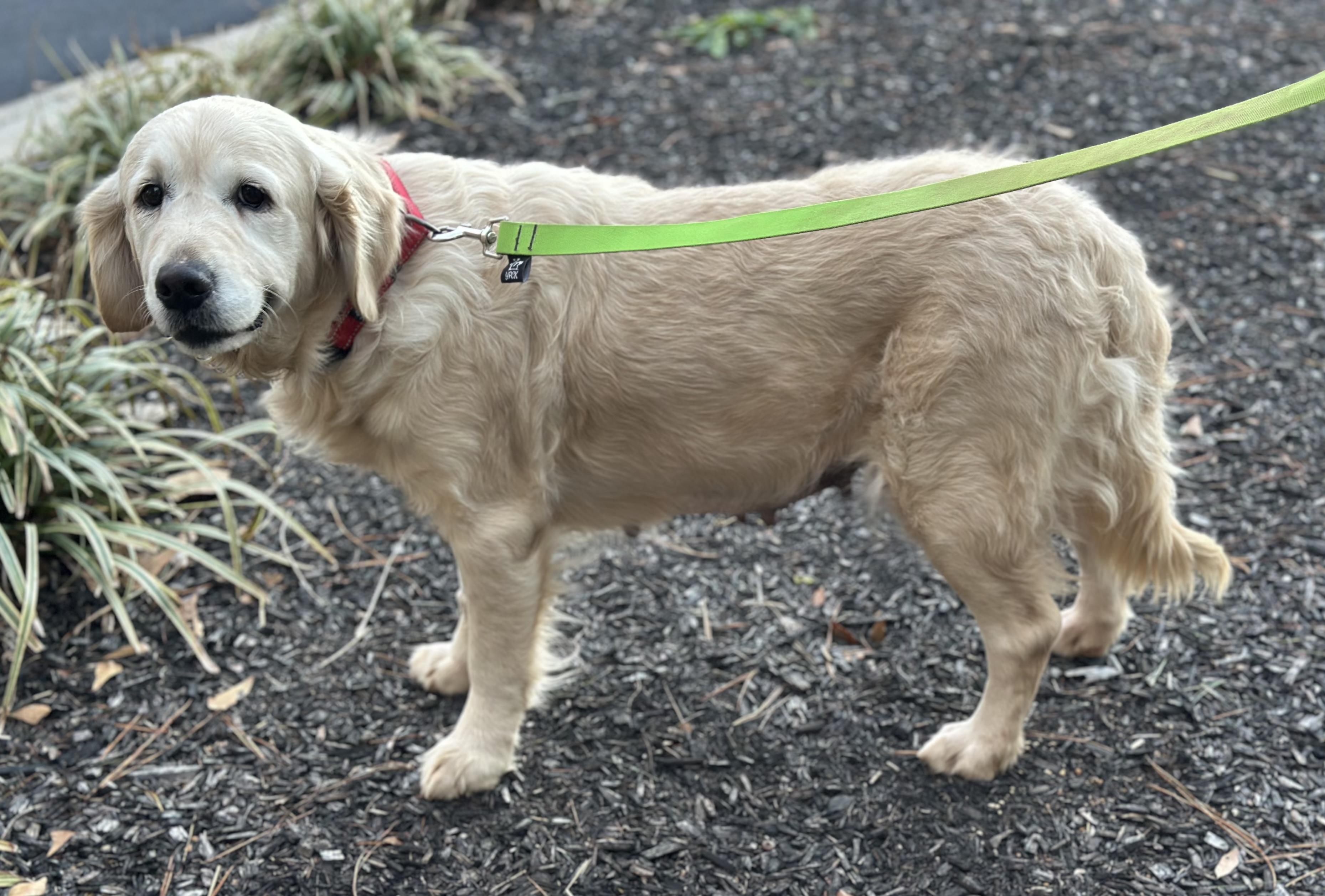 Angel, a ADOPTABLE Golden Retriever in Atlanta, GA image 3/5