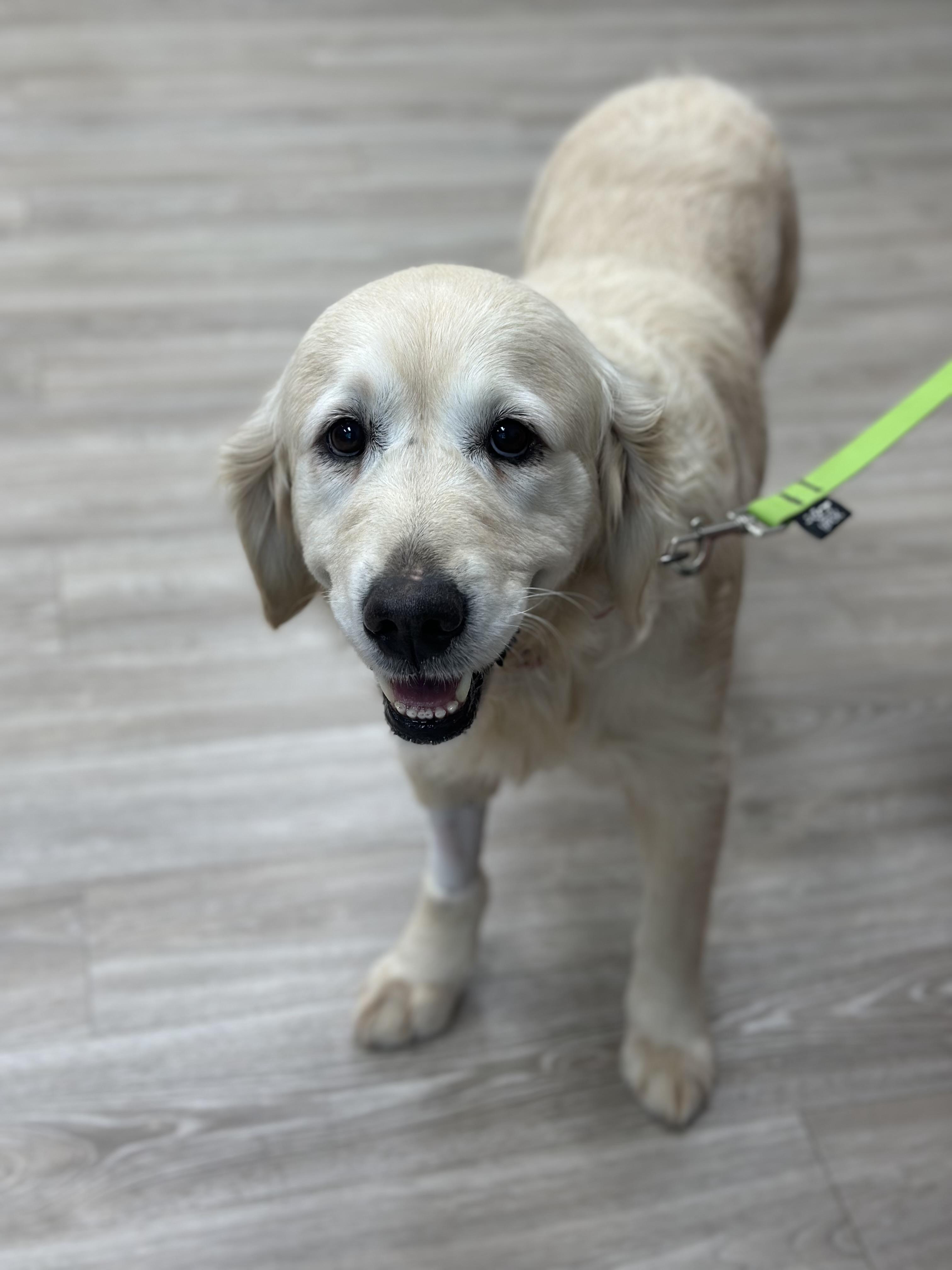 Angel, a ADOPTABLE Golden Retriever in Atlanta, GA image 2/5