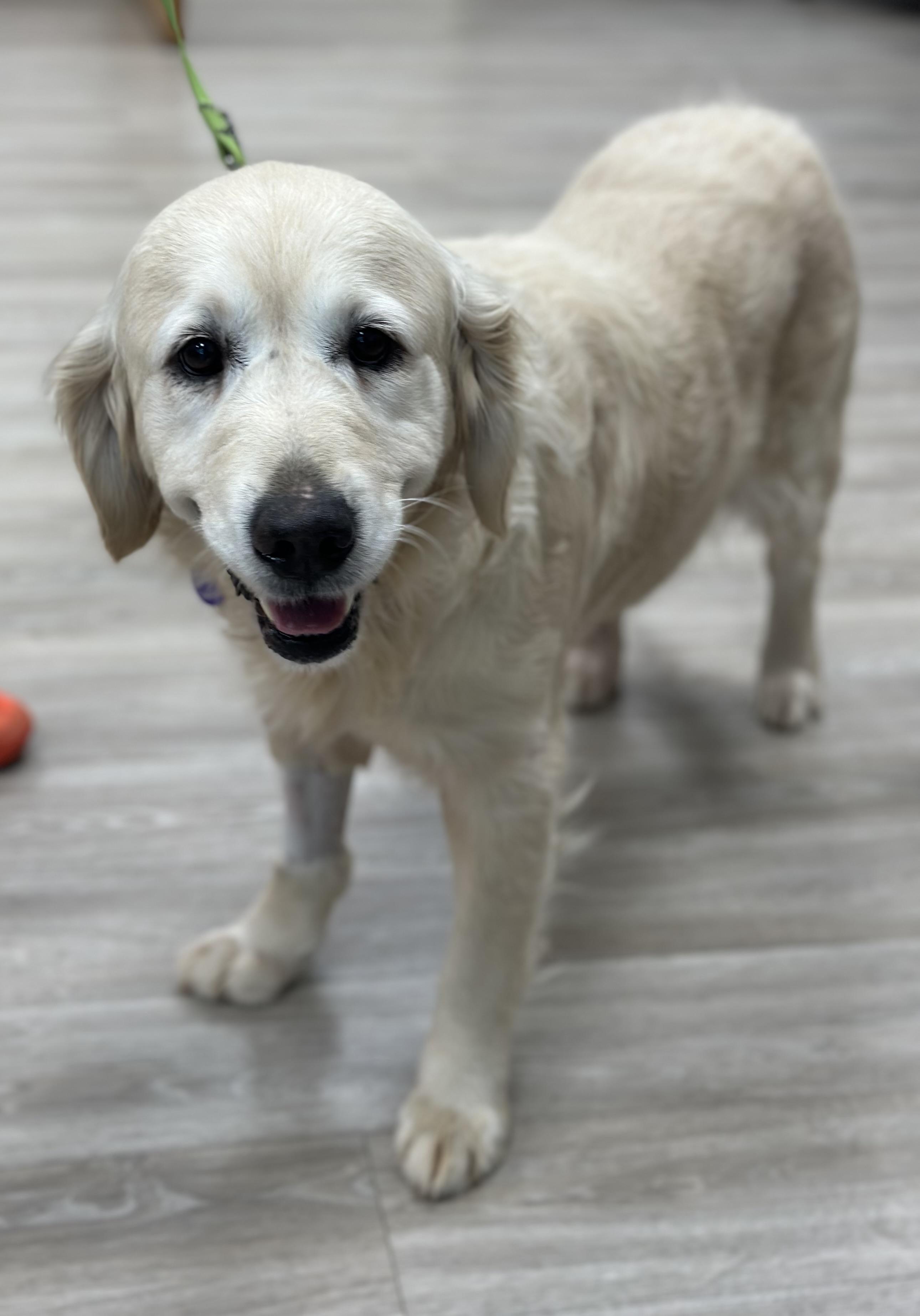 Angel, a ADOPTABLE Golden Retriever in Atlanta, GA image 4/5