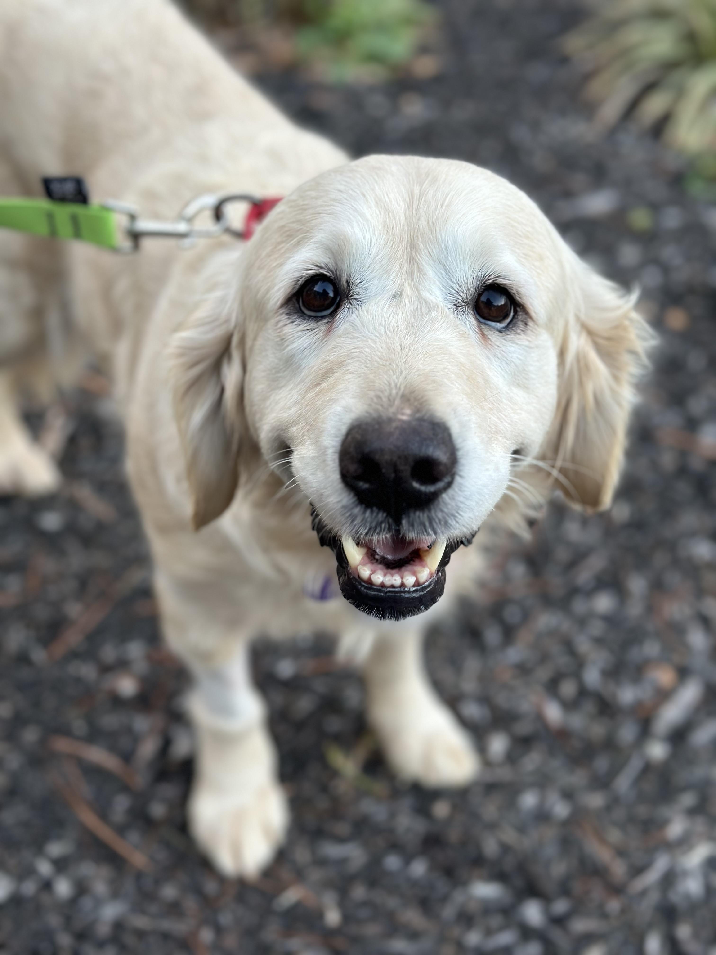 Angel, a ADOPTABLE Golden Retriever in Atlanta, GA image 1/5