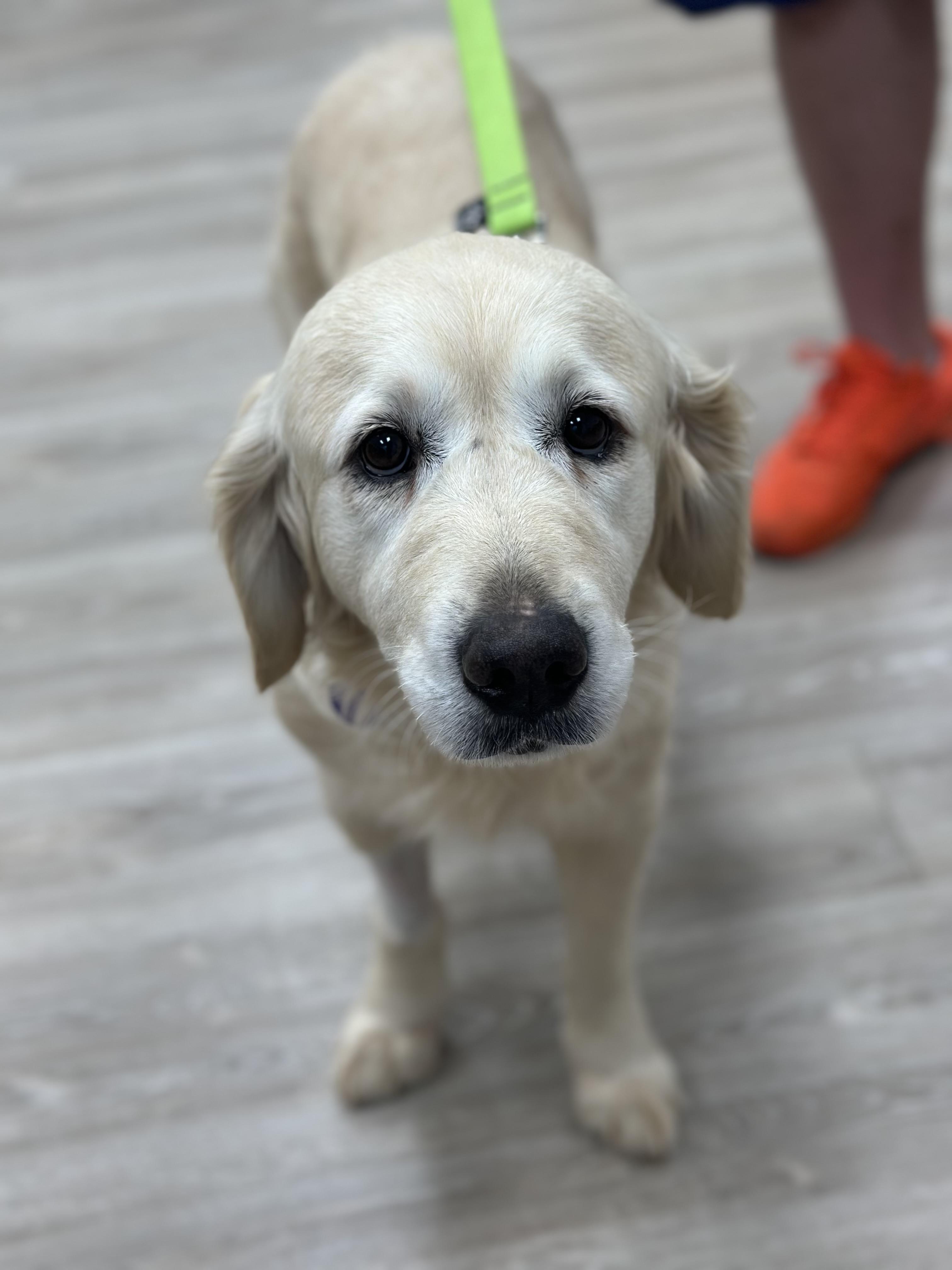 Angel, a ADOPTABLE Golden Retriever in Atlanta, GA image 5/5