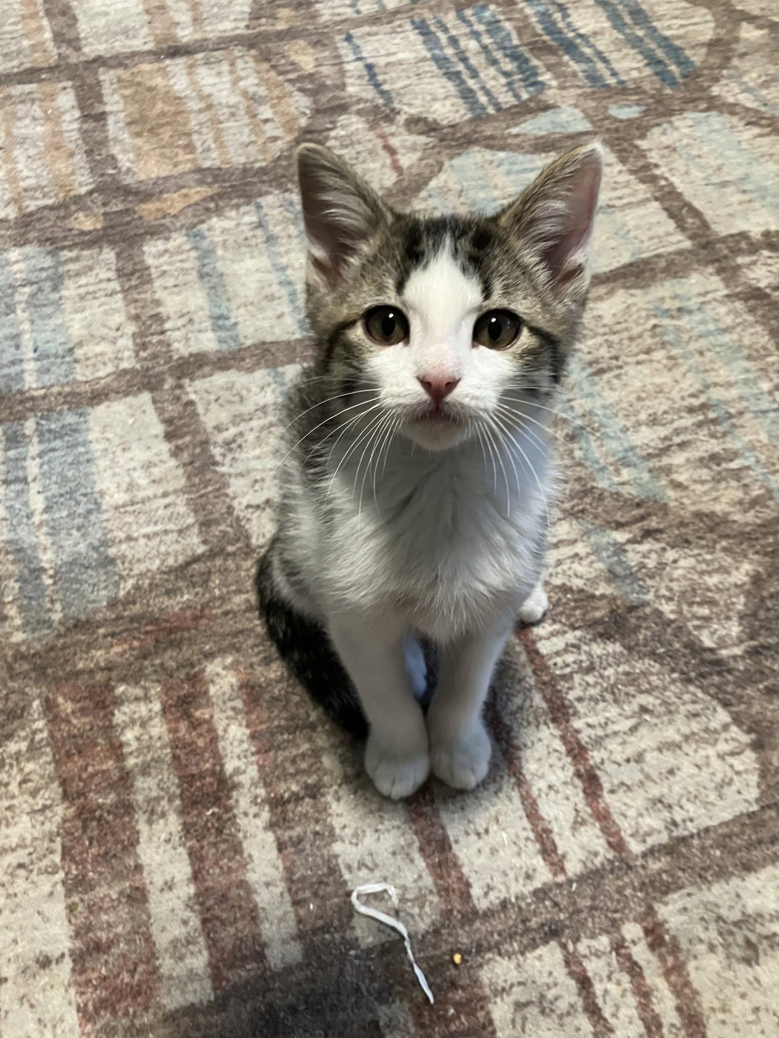 Cats for Adoptions at Purple Power Animal Welfare Society of KS