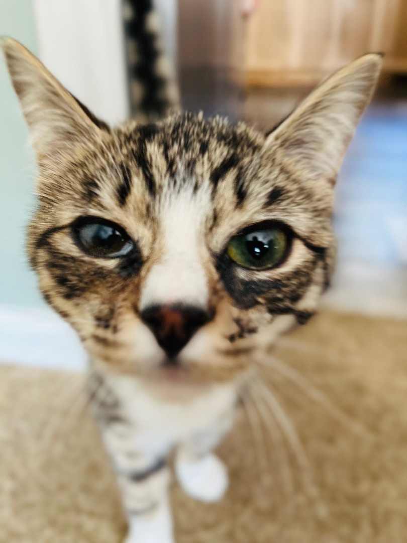 Thaddeus, a Adopted Domestic Short Hair in Stockton Springs, ME image 1/5