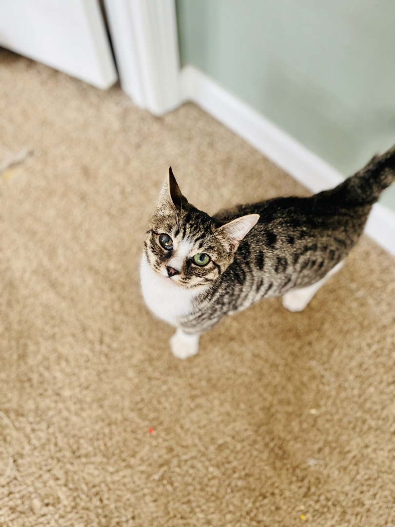 Thaddeus, a Adopted Domestic Short Hair in Stockton Springs, ME image 2/5