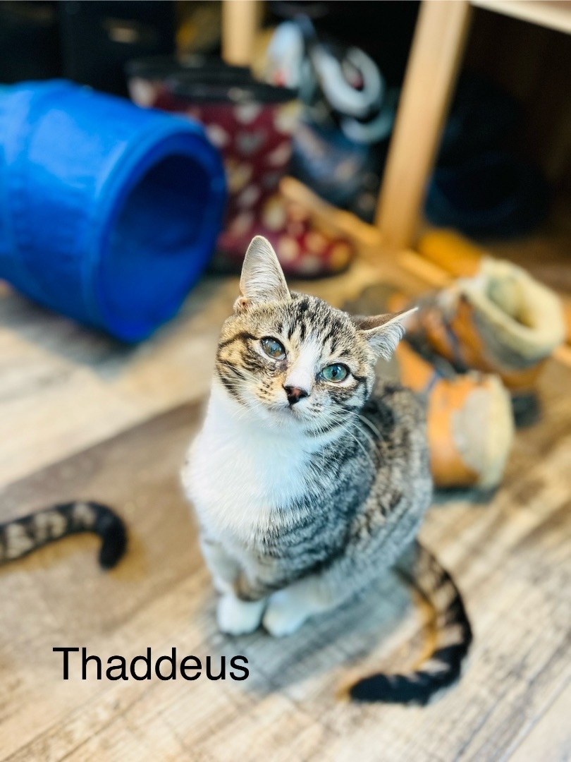 Thaddeus, a Adopted Domestic Short Hair in Stockton Springs, ME image 3/5