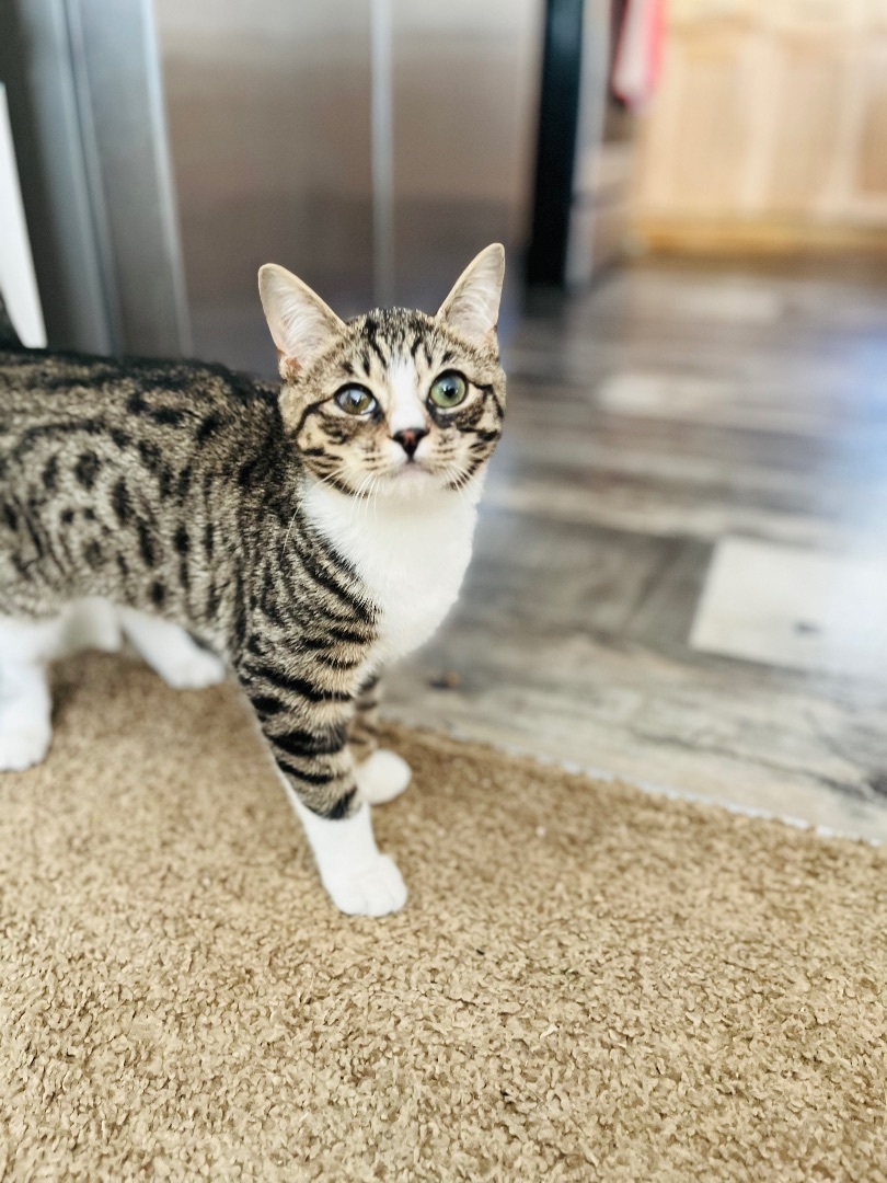 Thaddeus, a Adopted Domestic Short Hair in Stockton Springs, ME image 4/5