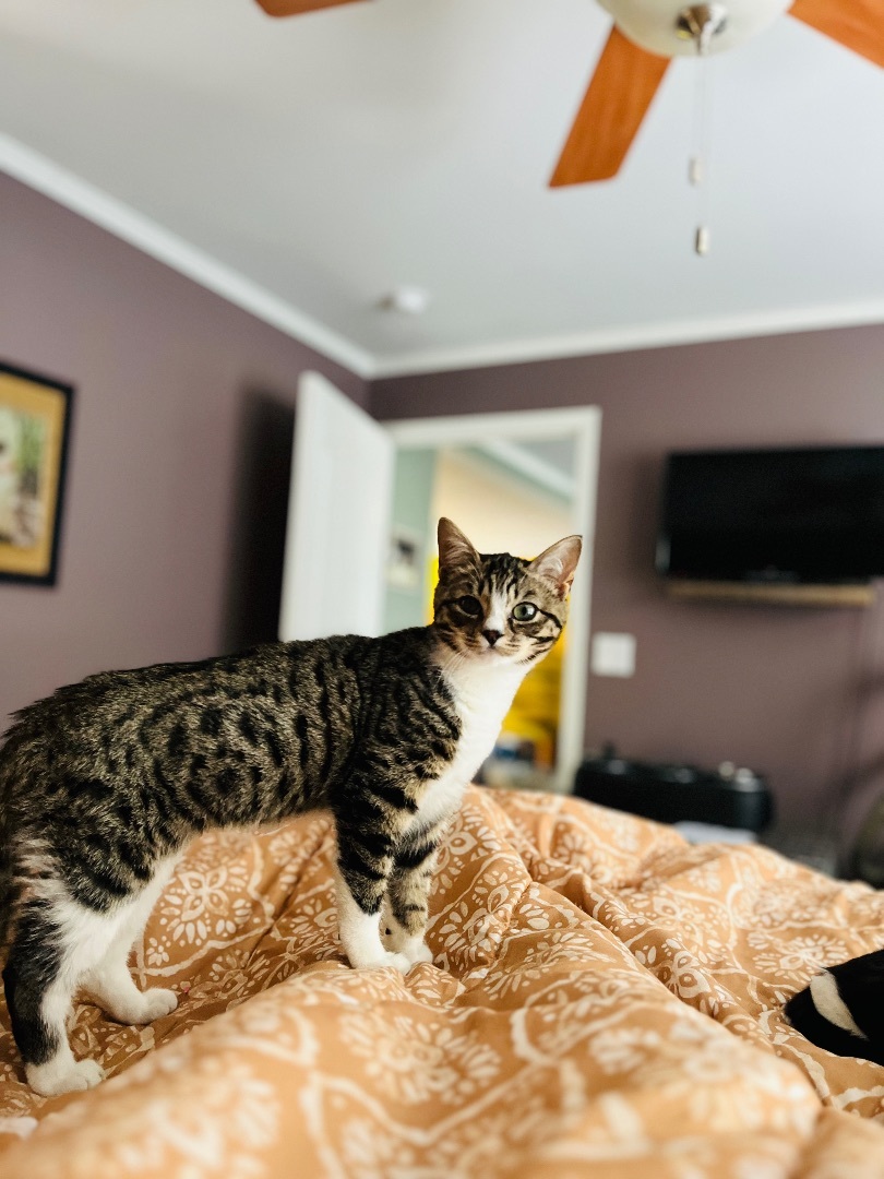 Thaddeus, a Adopted Domestic Short Hair in Stockton Springs, ME image 5/5