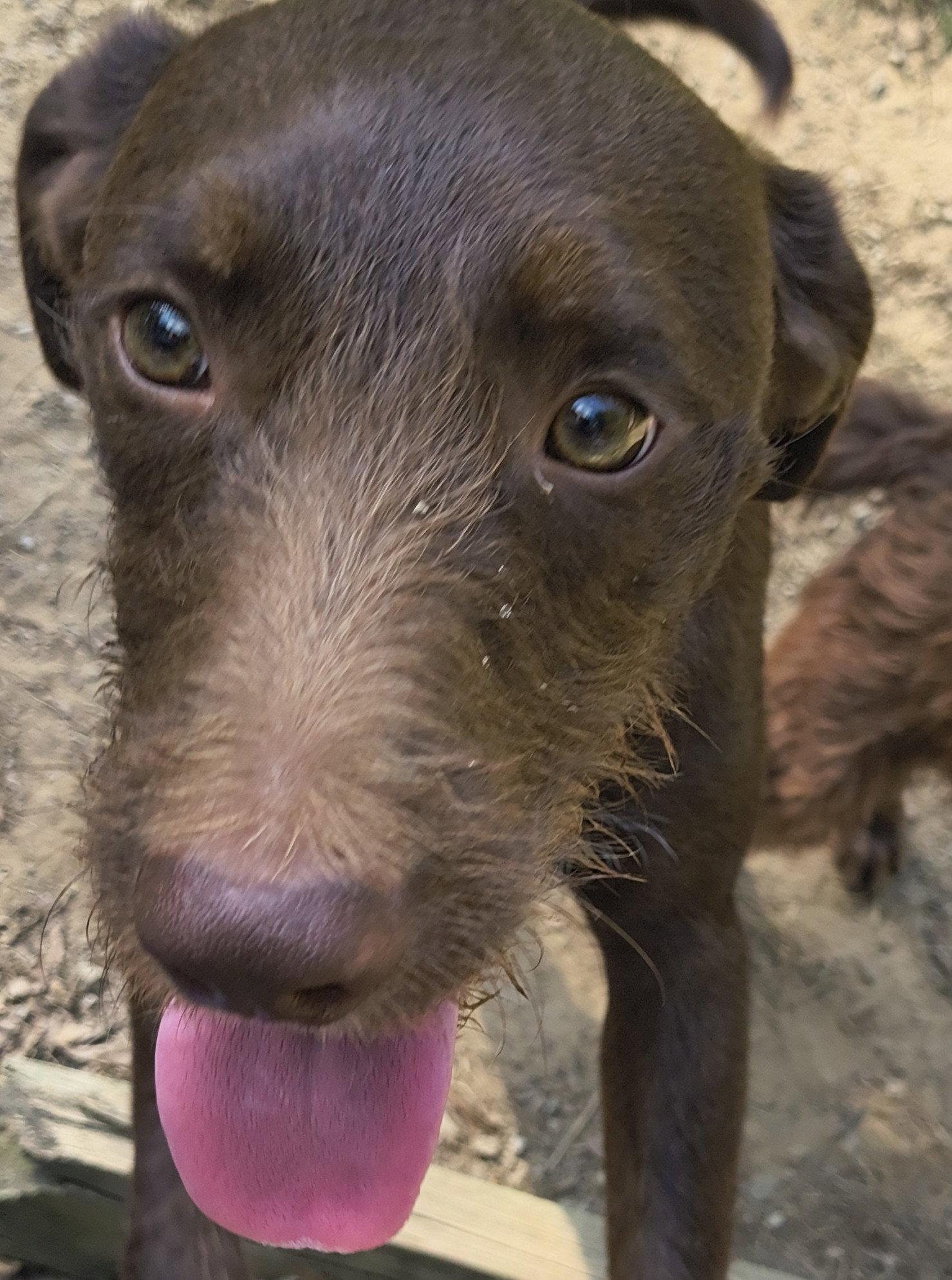 Enlarge Boone, a Adoptable mixed breed in Baileyton, AL image 1/3