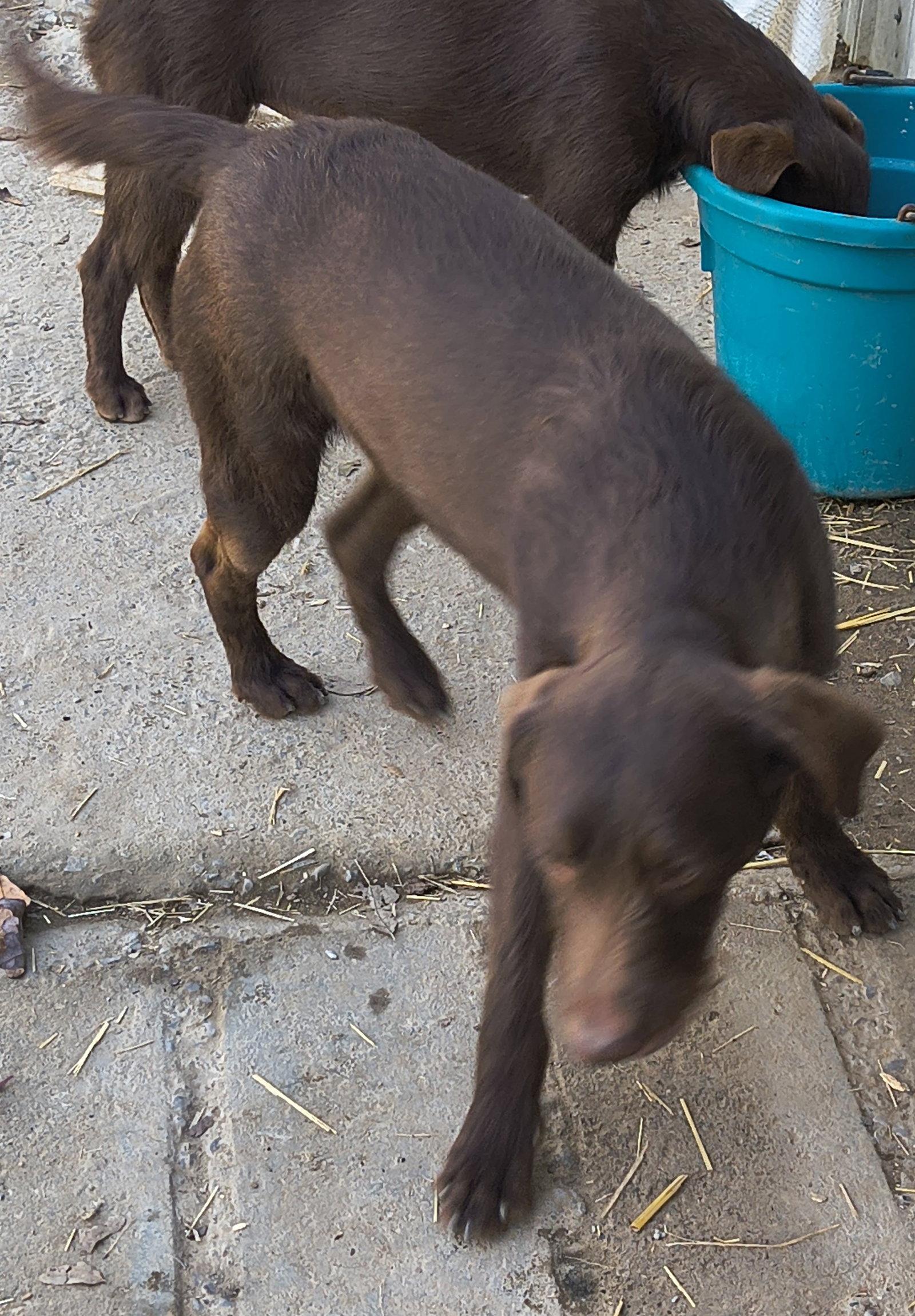 Enlarge Boone, a Adoptable mixed breed in Baileyton, AL image 2/3