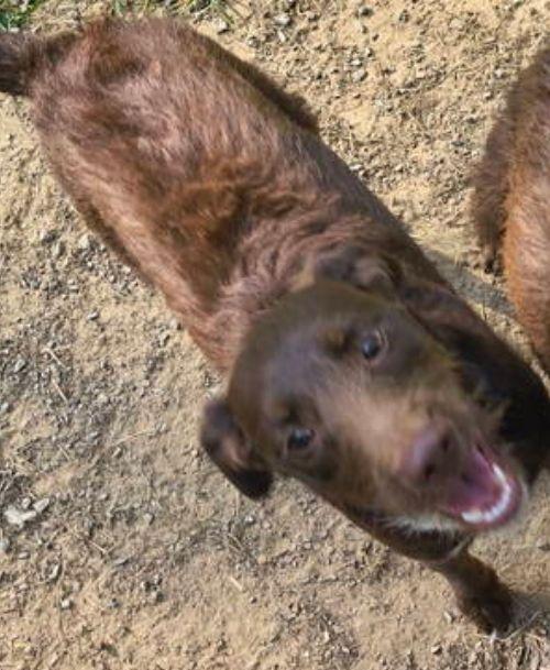 Enlarge Boone, a Adoptable mixed breed in Baileyton, AL image 3/3