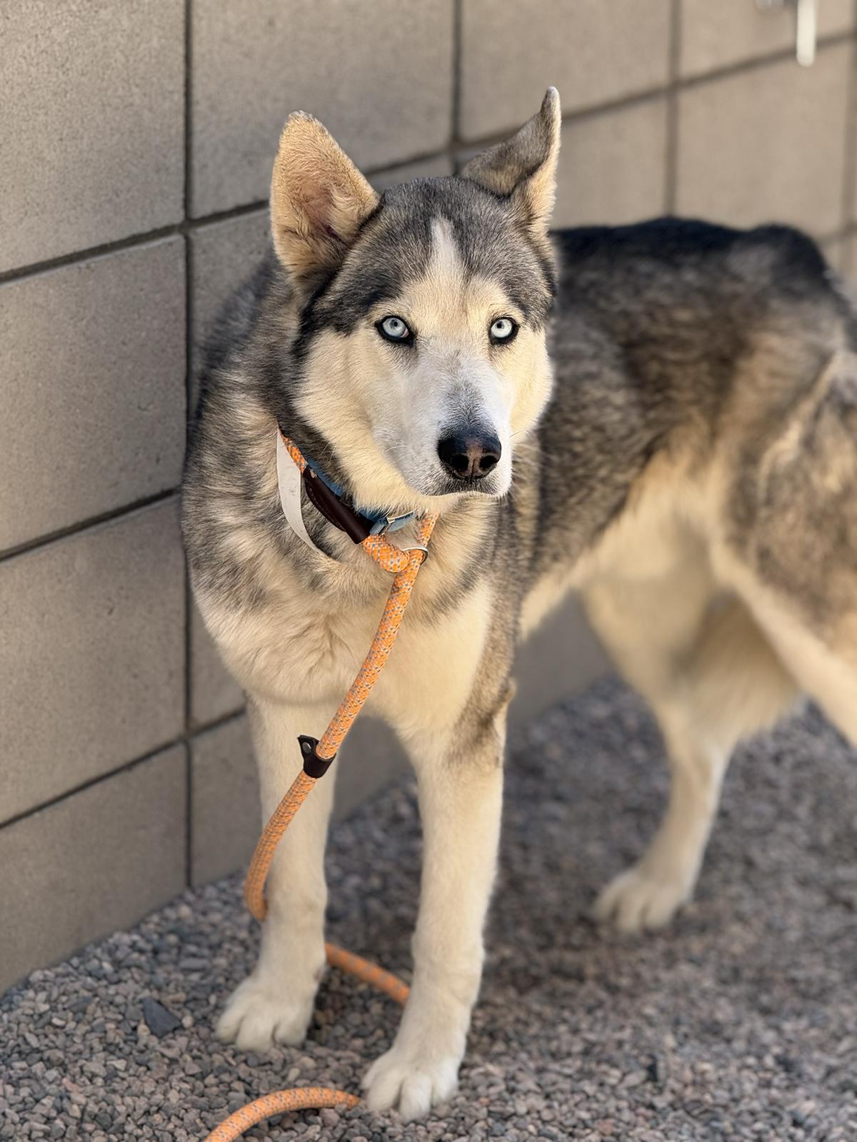 Enlarge Pogo, a ADOPTABLE Siberian Husky in Scottsdale, AZ image 5/6