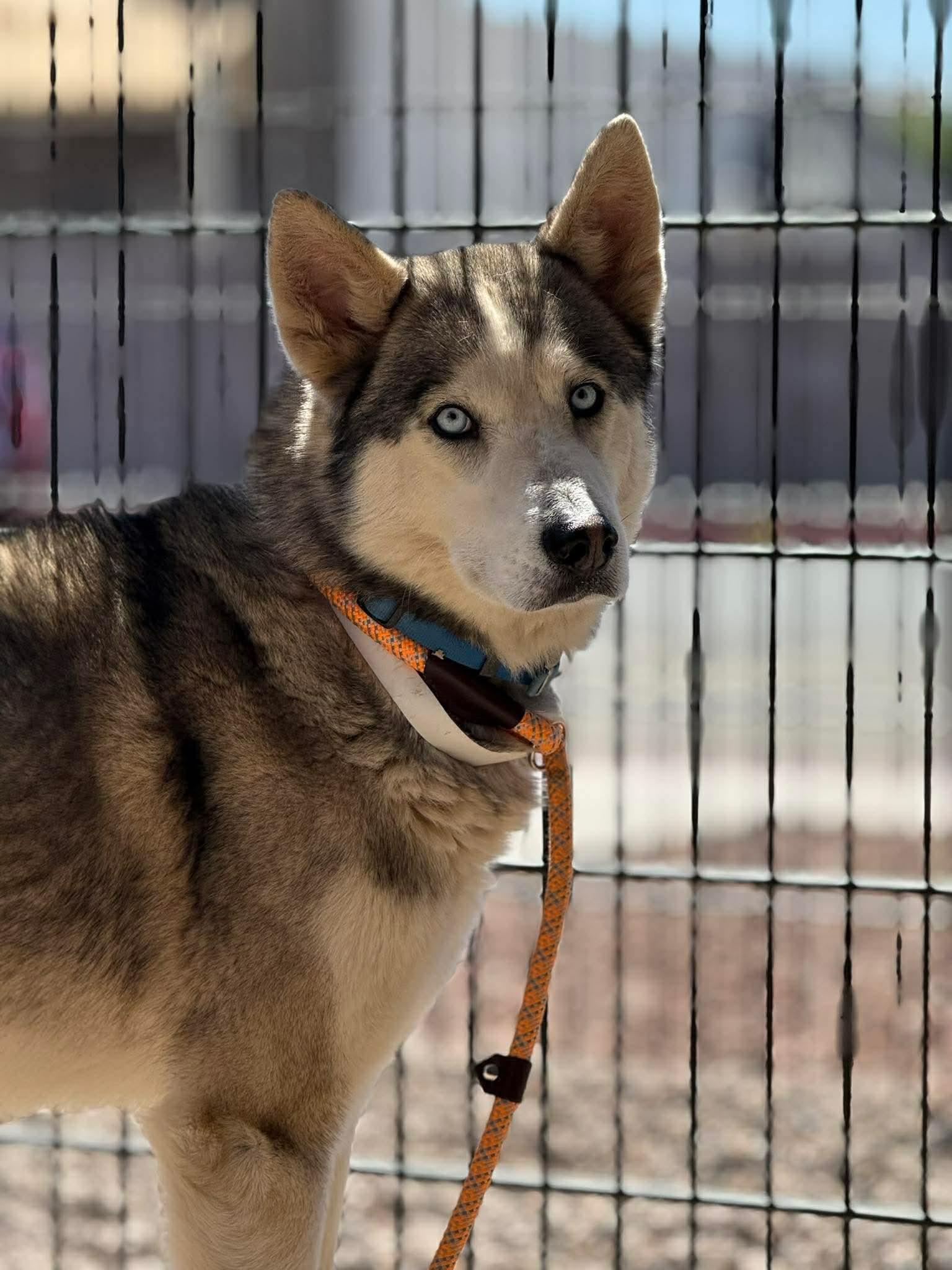 Enlarge Pogo, a ADOPTABLE Siberian Husky in Scottsdale, AZ image 3/6