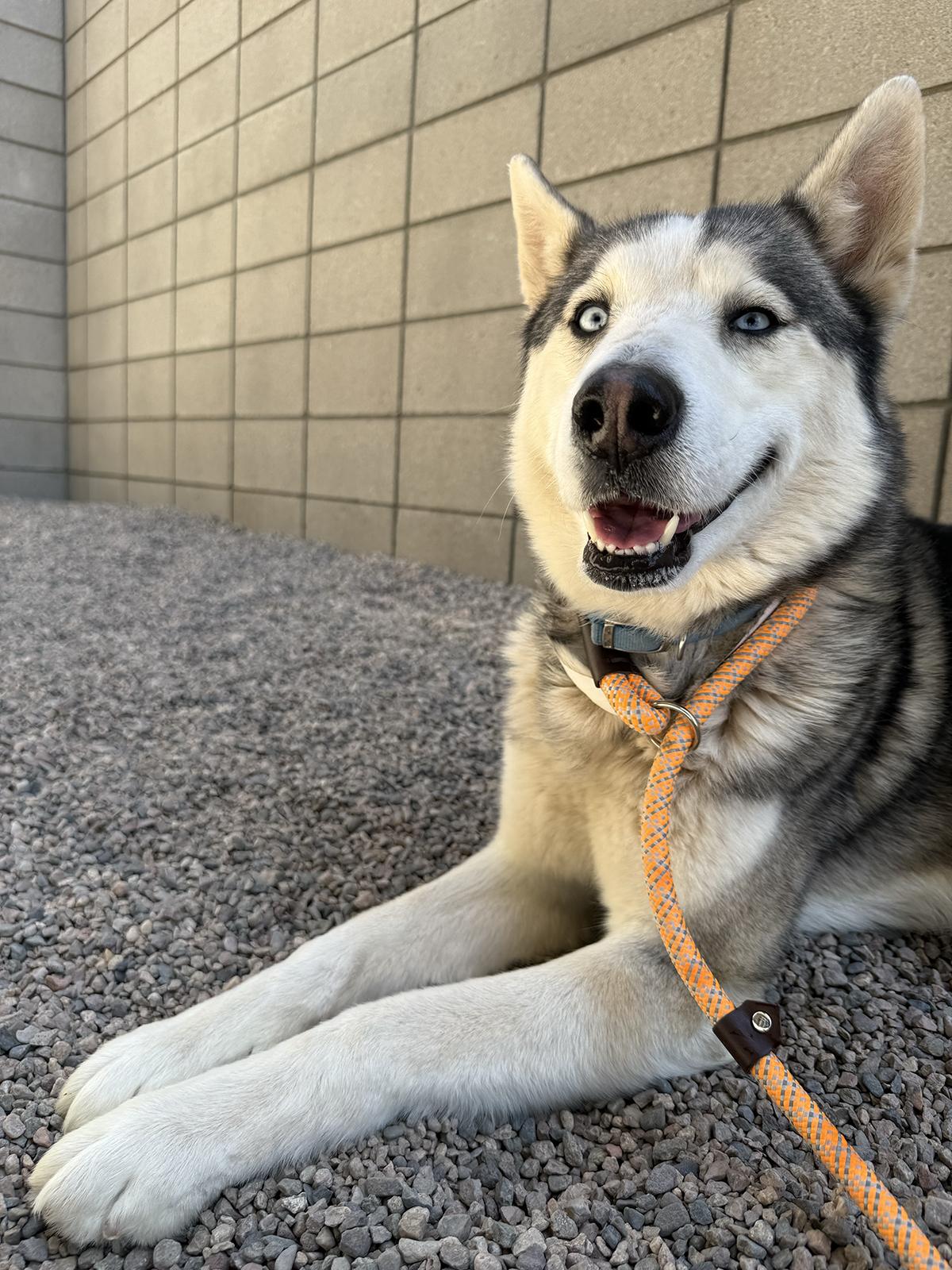 Enlarge Pogo, a ADOPTABLE Siberian Husky in Scottsdale, AZ image 4/6