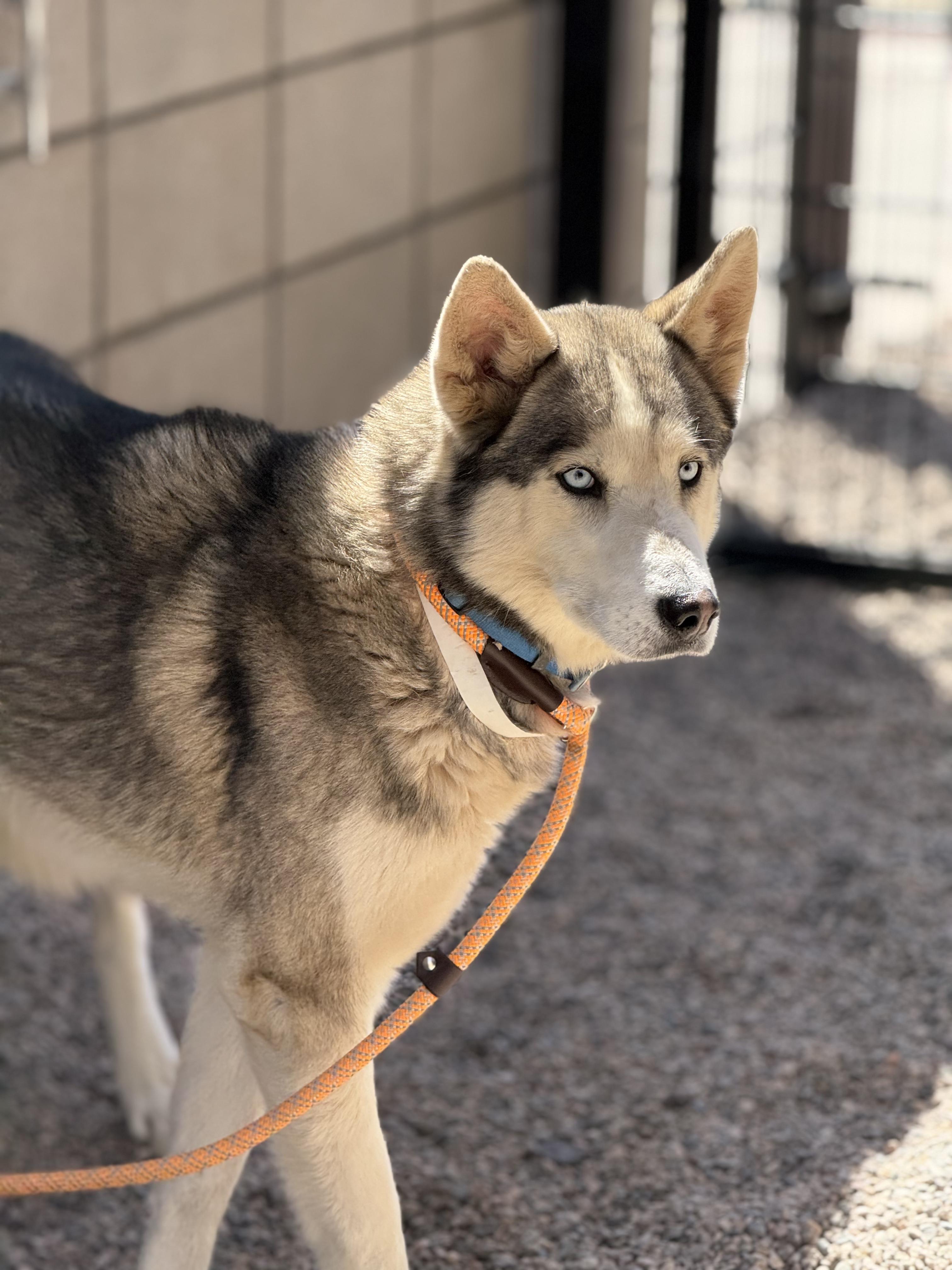 Enlarge Pogo, a ADOPTABLE Siberian Husky in Scottsdale, AZ image 6/6