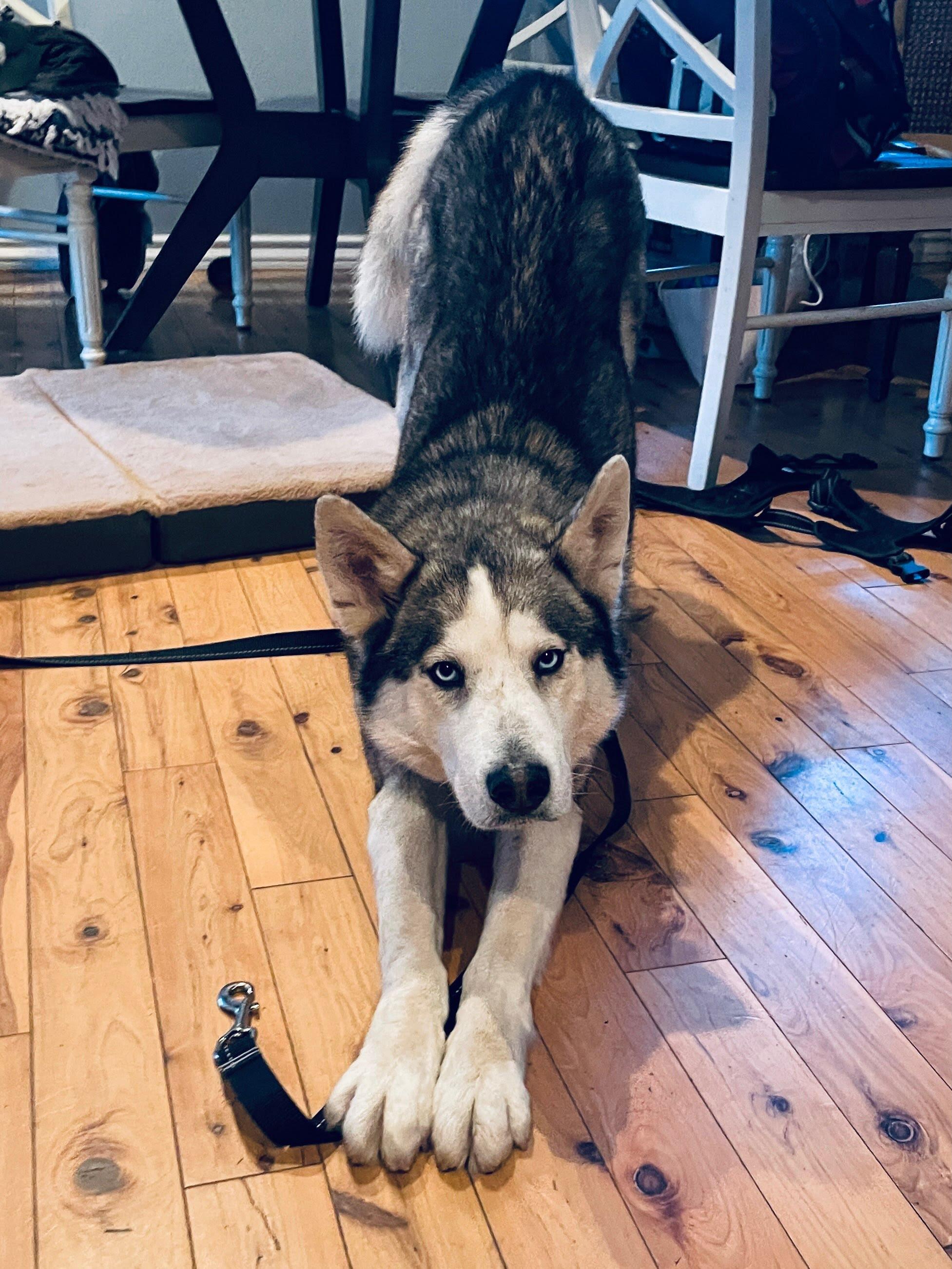 Enlarge Pogo, a ADOPTABLE Siberian Husky in Scottsdale, AZ image 2/6