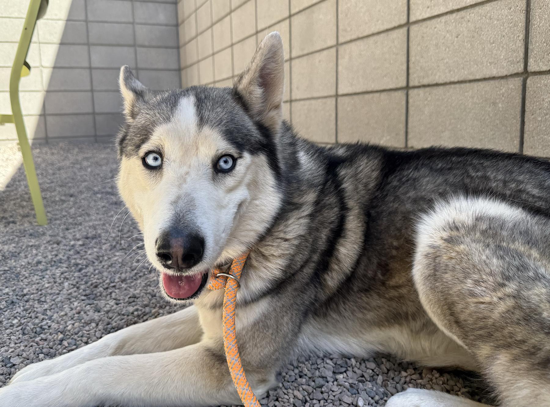 Pogo, ADOPTABLE, Adult Male Siberian Husky.