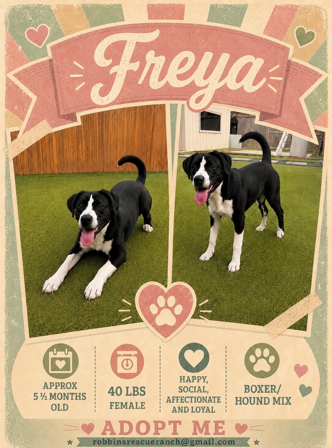 Freya (female), adopted, Young Female Hound & Boxer.