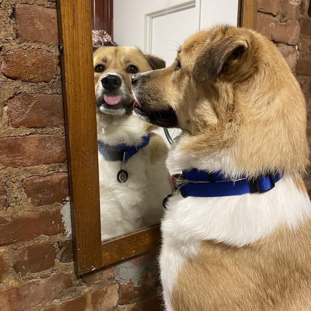 Apricot, a Adoptable Anatolian Shepherd in Brooklyn, NY image 1/6