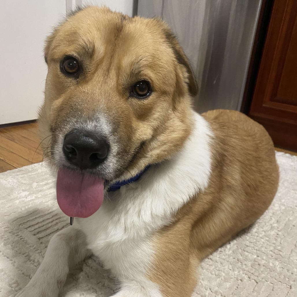 Apricot, a Adoptable Anatolian Shepherd in Brooklyn, NY image 2/6