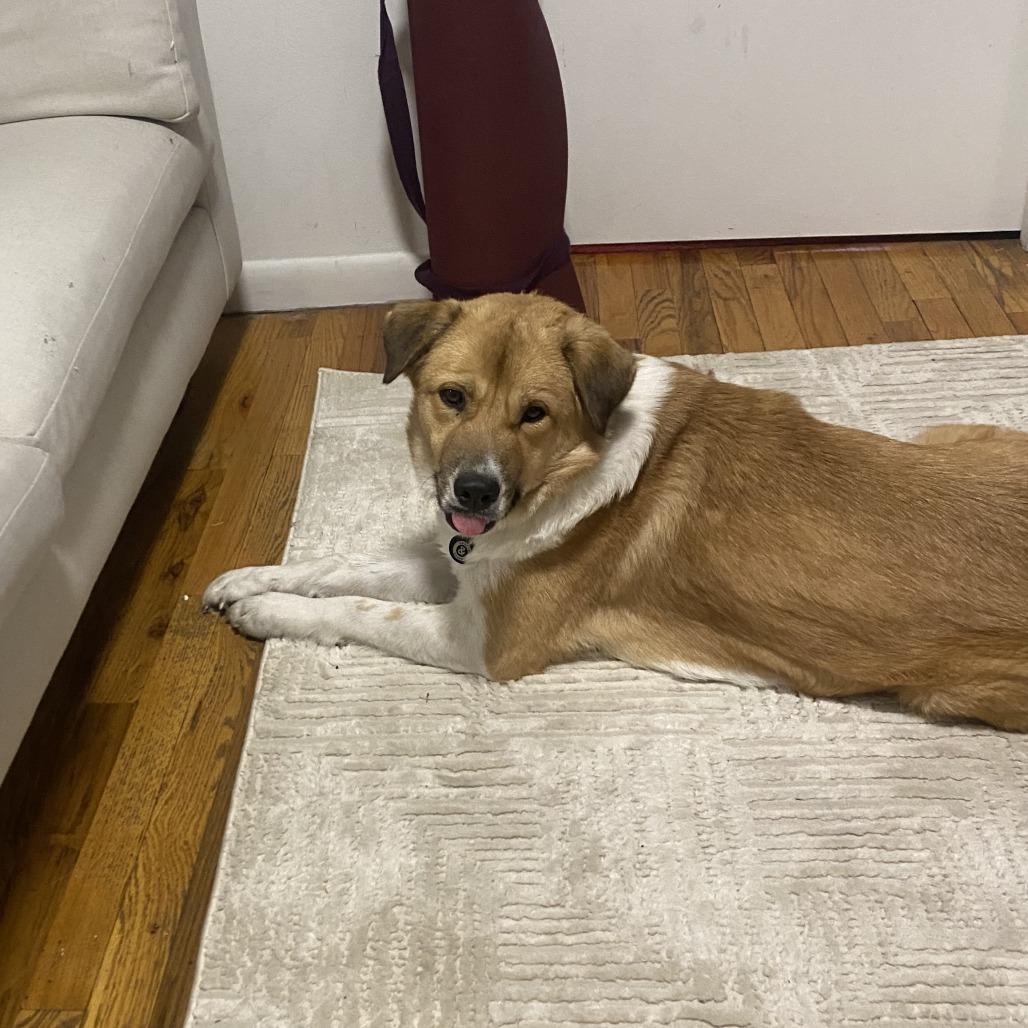 Apricot, a Adoptable Anatolian Shepherd in Brooklyn, NY image 3/6
