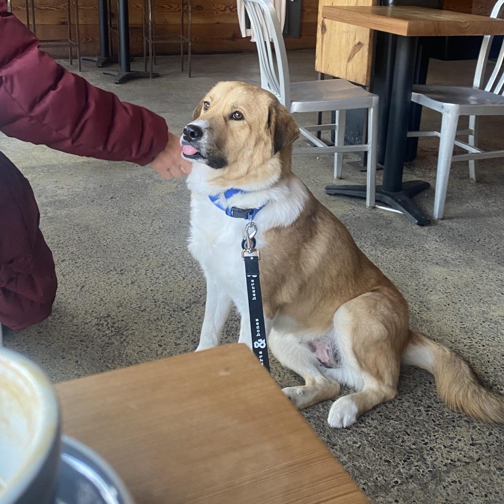Apricot, a Adoptable Anatolian Shepherd in Brooklyn, NY image 4/6