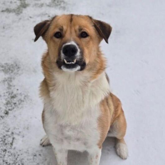 Apricot, a Adoptable Anatolian Shepherd in Brooklyn, NY image 5/6