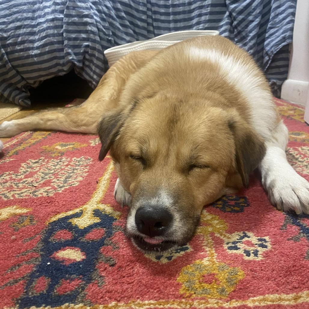 Apricot, a Adoptable Anatolian Shepherd in Brooklyn, NY image 6/6