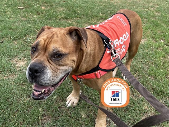 FRANKIE, Adoptable, Adult Male Boxer & Pit Bull Terrier.